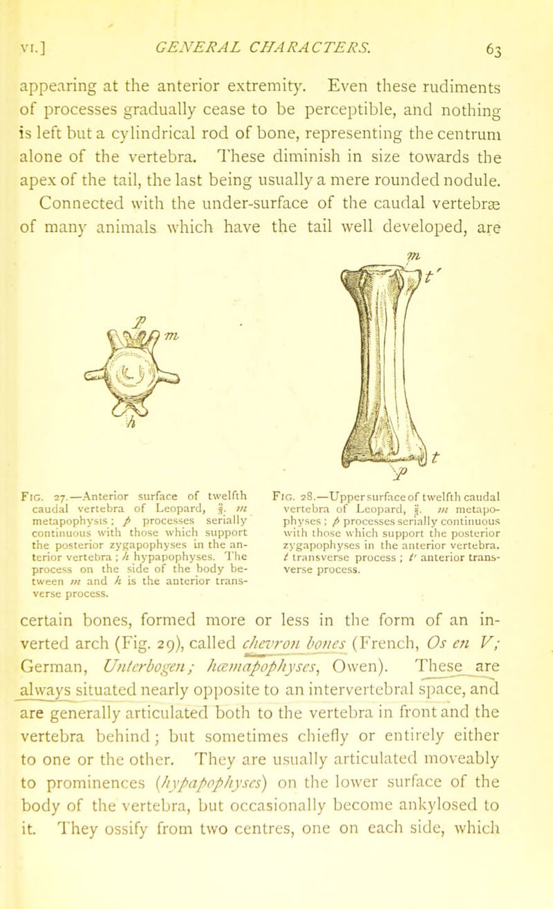 appearing at the anterior extremity. Even these rudiments of processes gradually cease to be perceptible, and nothing is left but a cylindrical rod of bone, representing the centrum alone of the vertebra. These diminish in size towards the apex of the tail, the last being usually a mere rounded nodule. Connected with the under-surface of the caudal vertebra of many animals which have the tail well developed, are Fig. 28.—Uppersurfaceof twelfth caudal vertebra of Leopard, \. lit metapo- physes ; p processes serially continuous with those which support the posterior zygapophyses in the anterior vertebra. t transverse process ; t' anterior trans- verse process. Fig. 27.—.Anterior surface of twelfth caudal vertebra of Leopard, j. in metapophysis; / processes serially continuous with those which support the posterior zygapophyses In the an- terior vertebra ; /: hypapophyses. The process on the side of the body be- tween III and k is the anterior trans- verse process. certain bones, formed more or less in the form of an in- verted arch (Fig. 29), called c/tevronjiones (French, Os en V; German, Uiilcrbogen; hamapopJiyscs, Owen). These__are always situated nearly opposite to an intervertebral space, and are generally articulated both to the vertebra in front and the vertebra behind ; but sometimes chiefly or entirely either to one or the other. They are usually articulated moveably to prominences [hypapophyses) on the lower surface of the body of the vertebra, but occasionally become ankylosed to it. They ossify from two centres, one on each side, which