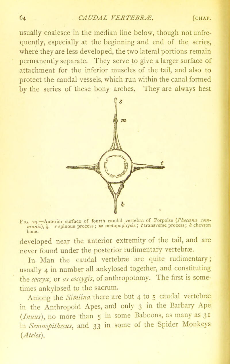 usually coalesce in the median line below, though not unfre- quently, especially at the beginning and end of the series, where they are less developed, the two lateral portions remain permanently separate. They serve to give a larger surface of attachment for the inferior muscles of the tail, and also to protect the caudal vessels, which run within the canal formed by the series of these bony arches. They are always best Fig. ag.—Anterior surface of fourth caudal vertebra of Porpoise (^Phocana com- munis), \. s spinous process ; m raetapophysis ; t transverse process; /; chevron bone. developed near the anterior extremity of the tail, and are never found under the posterior rudimentary vertebrte. In Man the caudal vertebrae are quite rudimentary; usually 4 in number all ankylosed together, and constituting the coccyx, or os coccjgis, of anthropotomy. The first is some- times ankylosed to the sacrum. Among the Simiina there are but 4 to 5 caudal vertebrae in the Anthropoid Apes, and only 3 in the Barbary Ape {Iiiniis), no more than 5 in some Baboons, as many as 31 in Semnopithccus, and 33 in some of the Spider Monkeys {Ateles).