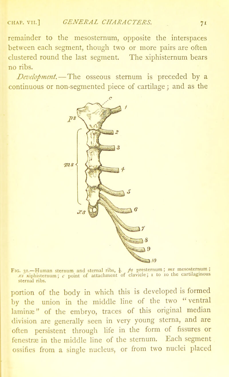 remainder to the mesosternum, opposite the interspaces between each segment, though two or more pairs are often clustered round the last segment. The xiphisternum bears no ribs. Da'elopment.—The osseous sternum is preceded by a continuous or non-segmented piece of cartilage; and as the FtG. 31.—Human sternum and stern.il ribs, J. /'S presternum ; ms mesosternum ; xs xiphisternum; c point of attachment of clavicle; i to lo the cartilagmous sternal ribs. portion of the body in which this is developed is formed by the union in the middle line of the two ventral lamina; of the embryo, traces of this original median division are generally seen in very young sterna, and are often persistent through life in the form of fissures or fenestra; in the middle line of the sternum. Each segment ossifies from a single nucleus, or from two nuclei placed