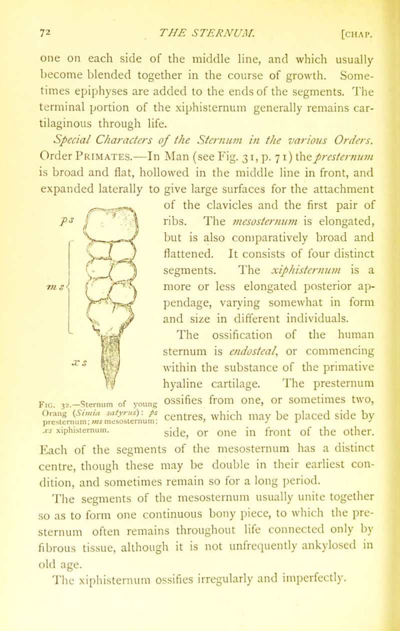 one on each side of the middle line, and which usually become blended together in the course of growth. Some- times epiphyses are added to the ends of the segments. The terminal portion of the xiphisternum generally remains car- tilaginous through life. Special Characters of the Sternum in the various Orders. Order Primates.—In Man (see Fig. 31, p. 71) thepresterftu?n is broad and flat, hollowed in the middle line in front, and expanded laterally to give large surfaces for the attachment of the clavicles and the first pair of ribs. The tnesosternum is elongated, but is also comparatively broad and flattened. It consists of four distinct segments. The xiphisternum is a 7ns\ I' more or less elongated posterior ap- pendage, varying somewhat in form and size in different individuals. The ossification of the hinnan sternum is endosteal, or commencing within the substance of the primative hyaline cartilage. The presternum F.G. 32.-Sternum of young ossifies from One, or sometimes two, Orang isi,„m ■^''2') • ccntrcs, which may be placed side by presternum; mesoslernum. ' y i AS xiphisternum. gj^jg^ qj. Qj-,g {vOUt of the Other. Each of the segments of the mesosternum has a distinct centre, though these may be double in their earliest con- dition, and sometimes remain .so for a long period. The segments of the mesosternum usually unite together so as to form one continuous bony piece, to which the pre- sternum often remains throughout life connected only by fibrous tissue, although it is not unfrequently ankylosed in old age. The xiphisternum ossifies irregularly and imperfectly.