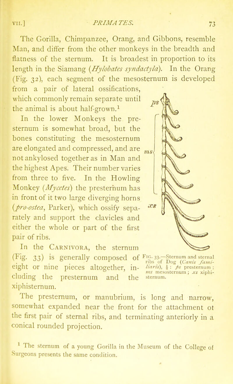 The Gorilla, Chimpanzee, Orang, and Gibbons, resemble Man, and differ from the other monkeys in the breadth and flatness of the sternum. It is broadest in proportion to its length in the Siamang i^Hylobates syndadyla). In the Orang (Fig. 32), each segment of the mesosternum is developed from a pair of lateral ossifications, which commonly remain separate until the animal is about half-grown.^ In the lower Monkeys the pre- sternum is somewhat broad, but the bones constituting the mesosternum are elongated and compressed, and are notankylosed together as in Man and the highest Apes. Their number varies from three to five. In the Howling Monkey {Mycetes) the presternum has in front of it two large diverging horns {pro-ostea, Parker), which ossify sepa- rately and support the clavicles and either the whole or part of the first pair of ribs. In the Carnivora, the sternum (Fig. 33) is generally composed of ^'f?-33 —sternum and sternal . . . ''S Dog (Cams faiiii- eight or nine pieces altogether, in- ''''•). \ ■ fi^ presternum: , o ; mesosternum; xiphi- cludmg the presternum and the sternum, xiphisternum. The presternum, or manubrium, is long and narrow, somewhat expanded near the front for the attachment ot the first pair of sternal ribs, and terminating anteriorly in a conical rounded projection. ' The sternum of a young Gorilla in the Museum of the College of Surgeons presents the same condition.