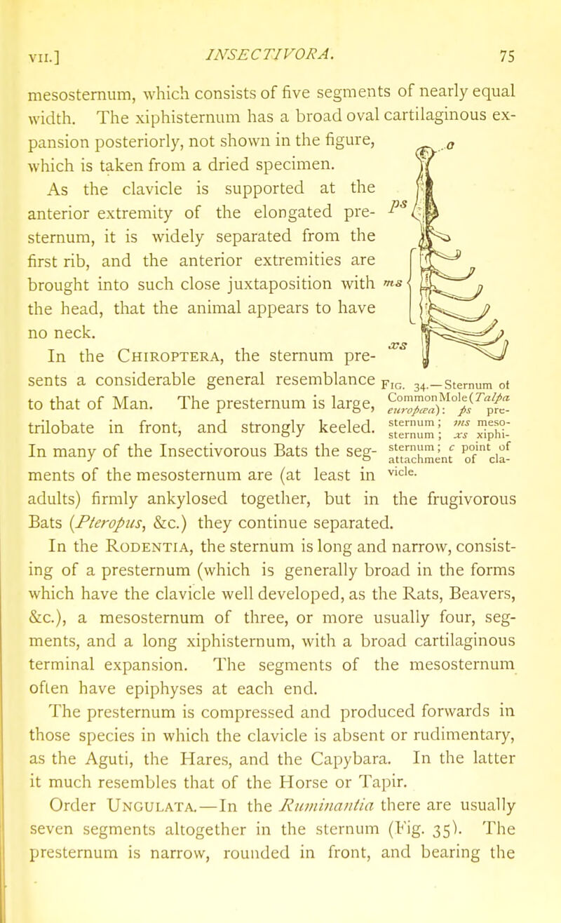 mesostemum, which consists of five segments of nearly equal width. The xiphisternum has a broad oval cartilaginous ex- pansion posteriorly, not shown in the figure, which is taken from a dried specimen. As the clavicle is supported at the anterior extremity of the elongated pre- sternum, it is widely separated from the first rib, and the anterior extremities are brought into such close juxtaposition with m.s the head, that the animal appears to have no neck. In the Chiroptera, the sternum pre- sents a considerable general resemblance yig. 34.—Sternum oi to that of Man. The presternum is large, ^^^^Z^^^l^it trilobate in front, and strongly keeled. ]dpH- In many of the Insectivorous Bats the seg- ftti;};;^^^^ of'cia- ments of the mesostemum are (at least in adults) firmly ankylosed together, but in the frugivorous Bats {Pteropiis, &c.) they continue separated. In the RoDENTiA, the sternum is long and narrow, consist- ing of a presternum (which is generally broad in the forms which have the clavicle well developed, as the Rats, Beavers, &c.), a mesostemum of three, or more usually four, seg- ments, and a long xiphisternum, with a broad cartilaginous terminal expansion. The segments of the mesostemum often have epiphyses at each end. The presternum is compressed and produced forwards in those species in which the clavicle is absent or rudimentary, as the Aguti, the Hares, and the Capybara. In the latter it much resembles that of the Horse or Tapir. Order Ungulata.—In the Runiinaiiiia there are usually seven segments altogether in the sternum (Fig. 35). The presternum is narrow, rounded in front, and bearing the