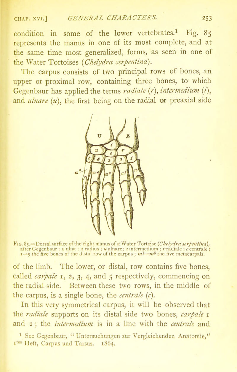 CHAP. XVI.] GENERAL CHARACTERS. 2S3 condition in some of the lower vertebrates.^ Fig, 85 represents the manus in one of its most complete, and at the same time most generalized, forms, as seen in one of the Water Tortoises {Chelydra serpentina). The carpus consists of tvvo principal rows of bones, an upper or proximal row, containing three bones, to which Gegenbaur has applied the terms radiale (r), iiitermedium (/), and ulnare {u), the first being on the radial or preaxial side Fig. 83.—Dorsal surface of the right manus of a Water Tortmse {Chelydra seypoiiUta), after Gegenbaur : u uhia ; R radius ; ulnare; ^ intermedium ; rradiale ; rcentrale ; I—5 the five bones of the distal row of the carpus ; —;«o the five metacarpals. of the limb. The lower, or distal, row contains five bones, called carpale i, 2, 3, 4, and 5 respectively, commencing on the radial side. Between these two rows, in the middle of the carpus, is a single bone, the centrale (c). In this very symmetrical carpus, it will be observed that the radiale supports on its distal side two bones, carpale i and 2 ; the intcnncdium is in a line with the centrale and 1 .See Gegenbaur,  Untersuchungen zur Vergleichei;den Anatomic, i' Heft, Carpus unci Tarsus. 1864.