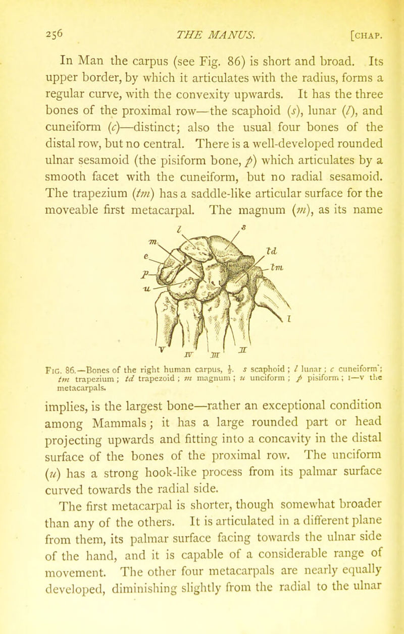 In Man the carpus (see Fig. 86) is short and broad. Its upper border, by which it articulates with the radius, forms a regular curve, with the convexity upwards. It has the three bones of the proximal row—the scaphoid (j), lunar (/), and cuneiform (c)—distinct; also the usual four bones of the distal row, but no central. There is a well-developed rounded ulnar sesamoid (the pisiform bone, p) which articulates by a smooth facet with the cuneiform, but no radial sesamoid. The trapezium {tm) has a saddle-like articular surface for the moveable first metacarpal. The magnum {in), as its name Fig. 86.—Bones of the right human carpus, \. s scaphoid ; / lunar ; c cuneiform; tm trapezium ; td trapezoid ; m magnum ; n unciform ; / pisiform ; i—V the metacarpals. implies, is the largest bone—rather an exceptional condition among Mammals; it has a large rounded part or head projecting upwards and fitting into a concavity in the distal surface of the bones of the proximal row. The unciform has a strong hook-like process from its palmar surface curved towards the radial side. The first metacarpal is shorter, though somewhat broader than any of the others. It is articulated in a different plane from them, its palmar surface facing towards the ulnar side of the hand, and it is capable of a considerable range of movement. The other four metacarpals are nearly equally developed, diminishing slightly from the radial to the ulnar