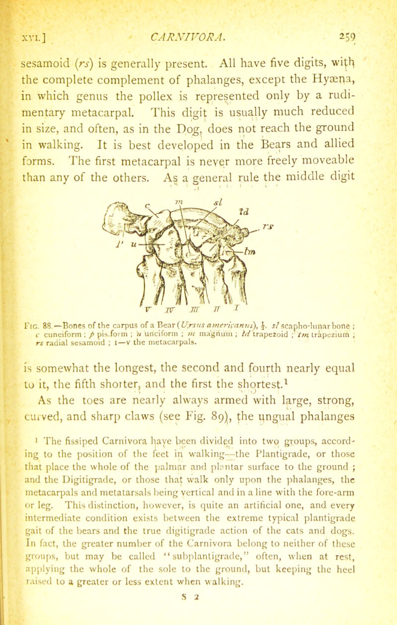 sesamoid [rs) is generally present. All have five digits, wi^h the complete complement of phalanges, except the Hyaena, in which genus the poUex is represented only by a rudi- mentary metacarpal. This digit is usually much reduced in size, and often, as in the Dog, does not reach the ground in walking. It is best developed in the Bears and allied forms. The first metacarpal is never more freely moveable than any of the others. As a general rule the middle digit Fig. 88—Bones of the carpus of a 'Seat (l/.r^us amemattns), J. j/sc.-ipho-liinarbone ; f cuneiform; / pis.form ; « uriciforni ; 111 magrium ; Wtrapeioid trapezium ; rs radial sesamoid ; I—V the metacarpals. is somewhat the longest, the second and fourth nearly equal to it, the fifth shorter, and the first the shortest.^ As the toes are nearly always armed with large, strong, cuived, and sharp claws (see Fig. 89)1, the ungual phalanges ' The fissiped Carnivora have teen divided into two groups, accord- ing to the position of the feet in walking—the Plantigrade, or those tiiat place the whole of the palmar and pipntar surface to the ground ; and the Digitigrade, or those that walk only upon the phalanges, the metacarpals and metatarsals being vertical and in a line with the fore-arm or leg. This distinction, however, is quite an artificial one, and every intermediate condition exists between the extreme typical plantigrade gait of the bears and the true digitigrade action of the cats and dogs. In fact, t.he greater number of the Carnivora belong to neither of these groups, but may be called  subplantigrade, often, when at rest, applying the whole of the sole to the ground, but keeping the heel r.iised to a greater or less extent when walking. .S 2