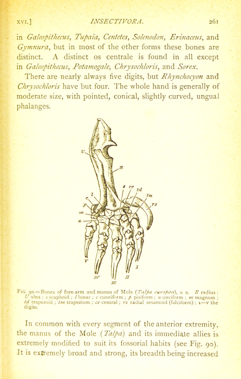 in Gakopifhecus, Tupaia, Ce/ifetes, Solenodon, Erinacens, and Gymniira, but in most of the other forms these bones are distinct. A distinct os centrale is found in all except in Galcopitheais, Potamogale, Chrysochloris, and Sorex, There are nearly always five digits, but Rhyiichocyon and Chrysochloris have but four. The whole hand is generally of moderate size, with pointed, conical, slightly curved, ungual phalanges. Fig go.—Rones of fore-arm and manus of Mole {Talf'a furn/'rrrr), x 2. A radius : U ulna ; scaphoid ; / lunar ; c cuneiform ; / pisiform : unciform ; m magnum ; /d trapezoid ; t»t trapezium ; ce central ; rs radial sesamoid (falciform) ; %—v the digiLs. In common with every segment of the anterior extremity, the manus of the Mole (Ta/pa) and its immediate allies is extremely modified to suit its fossorial habits (see Fig. go). It is extremely broad and strong, its breadth being increased