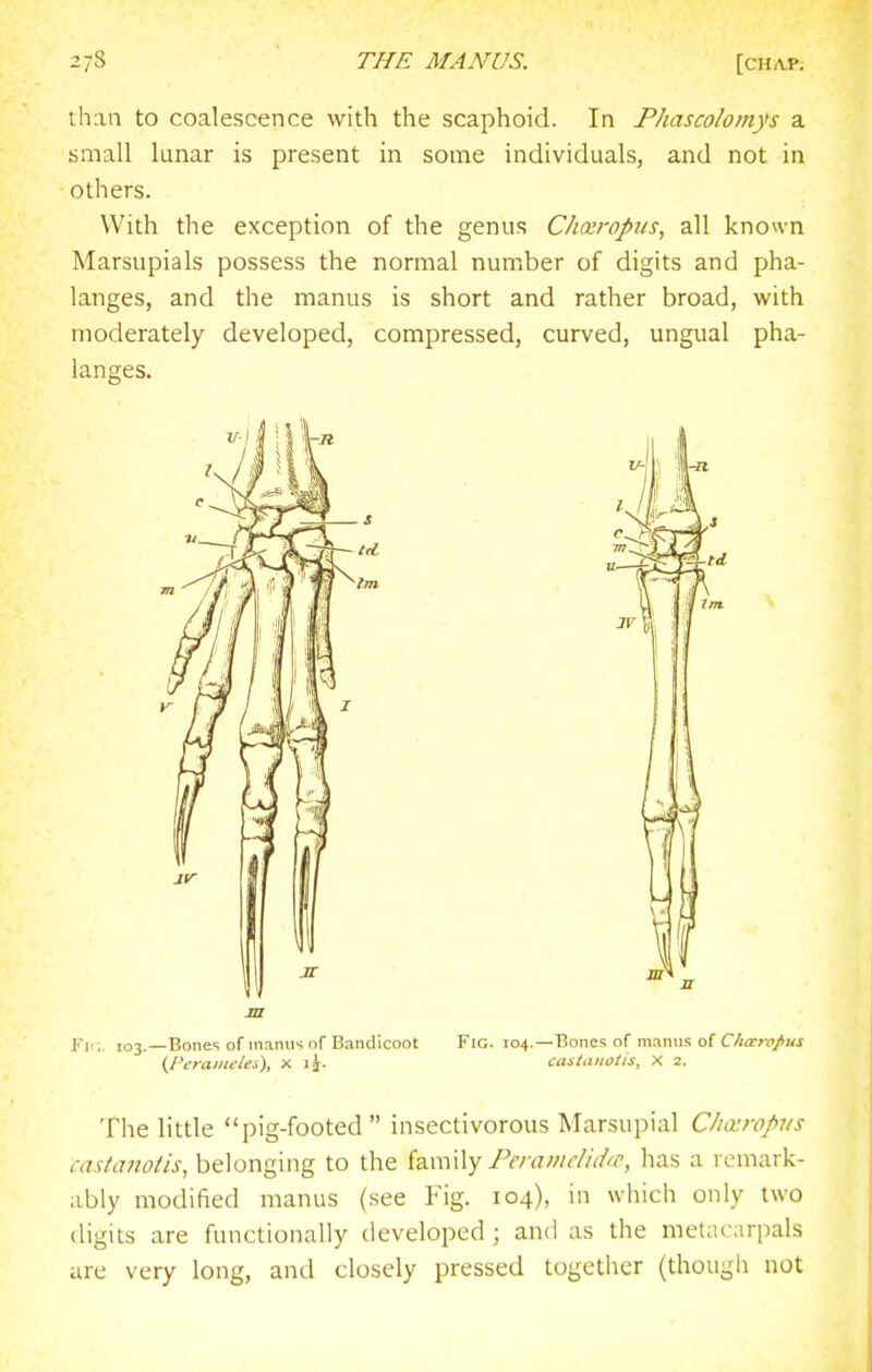 than to coalescence with the scaphoid. In PJiascolomys a small lunar is present in some individuals, and not in others. With the exception of the genus CJiKropiis, all known Marsupials possess the normal number of digits and pha- langes, and the manus is short and rather broad, with moderately developed, compressed, curved, ungual pha- langes. The little pig-footed  insectivorous Marsupial Charopiis castanotis, belonging to the izxmXy Peraiiuihhc, lias a remark- ably modified manus (see Fig. 104), in which only two digits are functionally developed ; and as the metacarpals are very long, and closely pressed together (though not