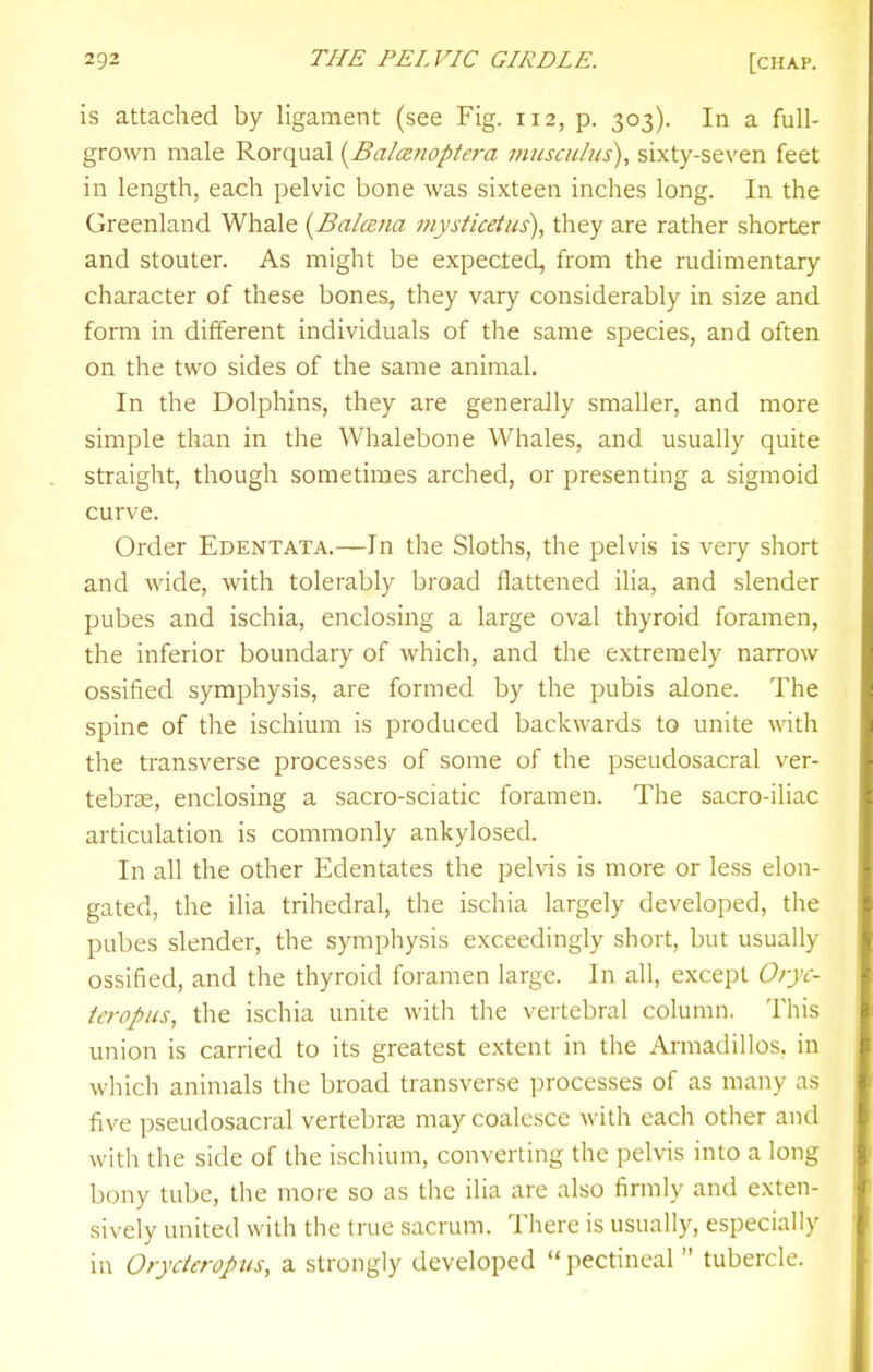 is attached by ligament (see Fig. 112, p. 303). In a full- grown male Rorqual [Balcenoptera musculus), sixty-seven feet in length, each pelvic bone was sixteen inches long. In the Greenland Whale {Balcsna mysficetus), they are rather shorter and stouter. As might be expected, from the rudimentary character of these bones, they vary considerably in size and form in different individuals of the same species, and often on the two sides of the same animal. In the Dolphins, they are generally smaller, and more simple than in the Whalebone Whales, and usually quite straight, though sometimes arched, or presenting a sigmoid curve. Order Edentata.—In the Sloths, the pelvis is very short and wide, with tolerably broad flattened ilia, and slender pubes and ischia, enclosing a large oval thyroid foramen, the inferior boundary of which, and the extremely narrow ossified symphysis, are formed by the pubis alone. The spine of the ischium is produced backwards to unite wath the transverse processes of some of the pseudosacral ver- tebras, enclosing a sacro-sciatic foramen. The sacro-iliac articulation is commonly ankylosed. In all the other Edentates the pelvis is more or less elon- gated, the ilia trihedral, the ischia largely developed, the pubes slender, the symphysis exceedingly short, but usually ossified, and the thyroid foramen large. In all, except Oryc- ieropus, the ischia unite with the vertebral column. This union is carried to its greatest extent in the Armadillos, in which animals the broad transverse processes of as many as five pseudosacral vertebras may coalesce with each other and with the side of the ischium, converting the pelvis into a long bony tube, the more so as the ilia are also firmly and exten- sively united with the true sacrum. There is usually, especially in Orycteropiis, a strongly developed  pectineal  tubercle.