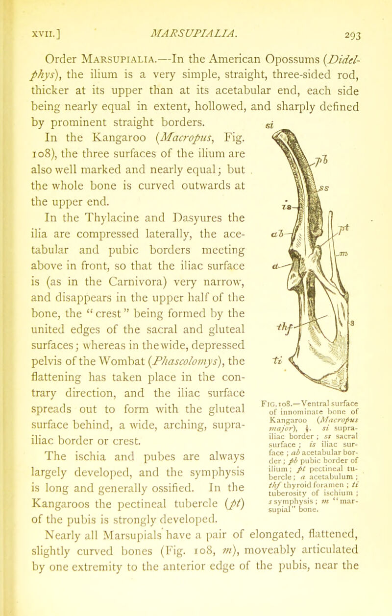 Order Marsupialia.—In the American Opossums {Didel- phys), the ilium is a very simple, straight, three-sided rod, thicker at its upper than at its acetabular end, each side being nearly equal in extent, hollowed, and sharply defined by prominent straight borders. In the Kangaroo [Macropus, Fig. 108), the three surfaces of the ilium are also well marked and nearly equal; but the whole bone is curved outwards at the upper end. In the Thylacine and Dasyures the ilia are compressed laterally, the ace- tabular and pubic borders meeting above in front, so that the iliac surface is (as in the Carnivora) very narrow, and disappears in the upper half of the bone, the crest being formed by the united edges of the sacral and gluteal surfaces; whereas in the wide, depressed pelvis of the Wombat {Phascoloiiys)^ the flattening has taken place in the con- trary direction, and the iliac surface spreads out to form with the gluteal surface behind, a wide, arching, supra- iliac border or crest. The ischia and pubes are always largely developed, and tlic symphysis is long and generally ossified. In the Kangaroos the pectineal tubercle (//) of the pubis is strongly developed. Nearly all Marsupials have a i)air of elongated, flattened, slightly curved bones (Fig. 108, w), moveably articulated by one extremity to the anterior edge of the pubis, near the Fig. 108.—Ventral surface of innominate bone of Kangaroo {Macropus major), \. si supra- iliac border ; ss sacral surface ; is iliac sur- face ; ab acetabular bor- der ; pb pubic border of ilium ; pt pectineal tu- bercle; n acetabulum: titf thyroid foramen ; ti tuberosity of ischium ; ^symphysis; m mar- supial bone.