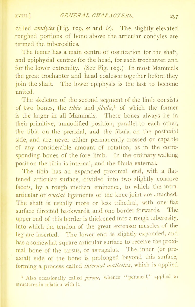 called condyles (Fig. 109, ec and /V). The slightly elevated roughed portions of bone above the articular condyles are termed the tuberosities. The femur has a main centre of ossification for the shaft, and epiphysial centres for the head, for each trochanter, and for the lower extremity. (See Fig. 109.) In most Mammals the great trochanter and head coalesce together before they join the shaft. The lower epiphysis is the last to become united. The skeleton of the second segment of the limb consists of two bones, the tibia and fibula,'^ of which the former is the larger in all Mammals. These bones always lie in their primitive, unmodified position, parallel to each other, the tibia on the preaxial, and the fibula on the postaxial side, and are never either permanently crossed or capable of any considerable amount of rotation, as in the corre- sponding bones of the fore limb. In the ordinary walking position the tibia is internal, and the fibula external. The tibia has an expanded proximal end, with a flat- tened articular surface, divided into two slighdy concave facets, by a rough median eminence, to which the intra- articular or crucial ligaments of the knee-joint are attached. The shaft is usually more or less trihedral, with one flat surface directed backwards, and one border forwards. The upper end of this border is thickened into a rough tuberosity, into which the tendon of the great extensor muscles of the leg are inserted. The lower end is slightly expanded, and has a somewhat square articular surface to receive the proxi- mal bone of the tarsus, or astragalus. The inner (or pre- axial) side of the bone is prolonged beyond this surface, forming a process called internal malleolus, which is applied 1 Also occasion.^lly called pcrone, whence peroneal, applied to stiTJctures in relation with it.