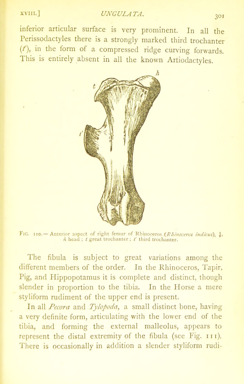 XVIII.] UNGULATA. ^ox inferior articular surface is very prominent. In all the Perissodactyles there is a strongly marked third trochanter (/'), in the form of a compressed ridge curving forwards. This is entirely absent in all the known Artiodactyles. Fig. no.— Anterior .ispect of right femnr nf Rhinoceros {R/ilnocefvs iin/kus), }. A head ; great irochaiutr; /' third trochanter. The fibula is subject to great variations among the different members of the order. In the Rhinoceros, Tapir, Pig, and Hippopotamus it is complete and distinct, though slender in proportion to the tibia. In the Horse a mere styliform rudiment of the upper end is present. In all Pccora and Tylopoda, a small distinct bone, having a very definite form, articulating with the lower end of the tibia, and forming the external malleolus, appears to represent the distal extremity of the fibula (see Fig. in). There is occasionally in addition a slender styliform rudi-