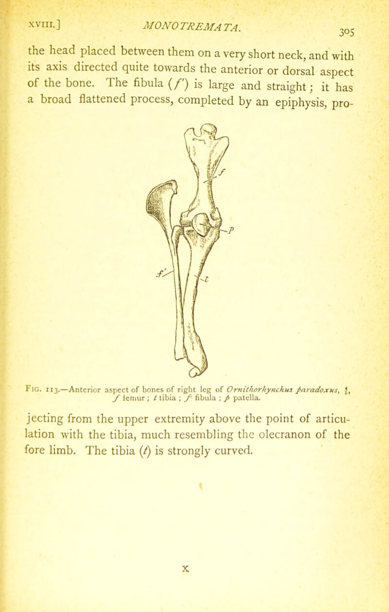 the head placed between them on a very short neck, and with its axis directed quite towards the anterior or dorsal aspect of the bone. The fibula (/') is large and straight; it has a broad flattened process, completed by an epiphysis, pro- Fig. 113.—Anterior aspect of bones of right leg of Omithorhynchus JiaradoxHs, \, / femur; / tibia ; /' fibula ; p patella. jecting from the upper extremity above the point of articu- lation with the tibia, much resembling the olecranon of the fore limb. The tibia {i) is strongly curved. X