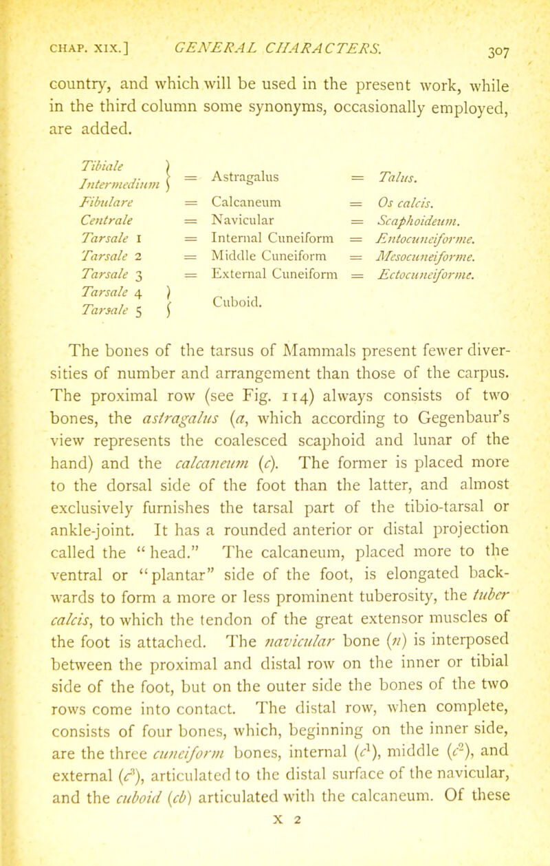 CHAP. XIX.] GENERAL CHARACTERS. country, and which will be used in the present work, while in the third column some synonyms, occasionally employed, are added. Tibiale ) Intermediitm ) Fibidare Centrale Tar sale I Tar sale 2 Tarsale 3 Tarsale 4 ) Tarsale 5 J Astragalus Calcaneum Navicular Internal Cuneiform Middle Cuneiform External Cuneiform Cuboid. = Talus. = Os calcls. = Scaphoideiim. = Entocunciforme. = Ulesociineiforme. = Ectocuneiforme. The bones of the tarsus of Mammals present fewer diver- sities of number and arrangement than those of the carpus. The proximal row (see Fig. 114) always consists of two bones, the astragalus {a, which according to Gegenbaur's view represents the coalesced scaphoid and lunar of the hand) and the cakanami (c). The former is placed more to the dorsal side of the foot than the latter, and almost exclusively furnishes the tarsal part of the tibio-tarsal or ankle-joint. It has a rounded anterior or distal projection called the  head. The calcaneum, placed more to the ventral or plantar side of the foot, is elongated back- wards to form a more or less prominent tuberosity, the tuber cakis, to which the tendon of the great extensor muscles of the foot is attached. The imvuular bone (;/) is interposed between the proximal and distal row on the inner or tibial side of the foot, but on the outer side the bones of the two rows come into contact. The distal row, when complete, consists of four bones, which, beginning on the inner side, are the three cuneiform bones, internal (c^\ middle (f-), and external (r), articulated to the distal surface of the navicular, and the cuboid {cb) articulated with the calcaneum. Of these X 2