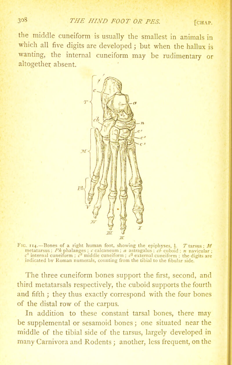 the middle cuneiform is usually the smallest in animals in which all five digits are developed ; but when the hallux is wanting, the internal cuneiform may be rudimentary or altogether absent. Fig. 114.—Bones of a right human foot, showing the epiphyses, \. 7 tarsus : M metatarsus ; I'lt phalanges ; c calcancum ; a astragakis : cb cul)oid ; « navicular : c' intern il cuneiform ; middle cuneiform ; external cuneiform ; the digits are indicated bv Roman numerals, counting from the tibial to the fibular side. The three cuneiform bones support the first, second, and third metatarsals respectively, the cuboid supports the fourth and fifth ; they thus exactly correspond with the four bones of the distal row of the carpus. In addition to these constant tarsal bones, there may be supplemental or sesamoid bones ; one situated near the middle of the tibial side of the tarsus, largely developed in many Carnivora and Rodents ; another, less frequent, on the