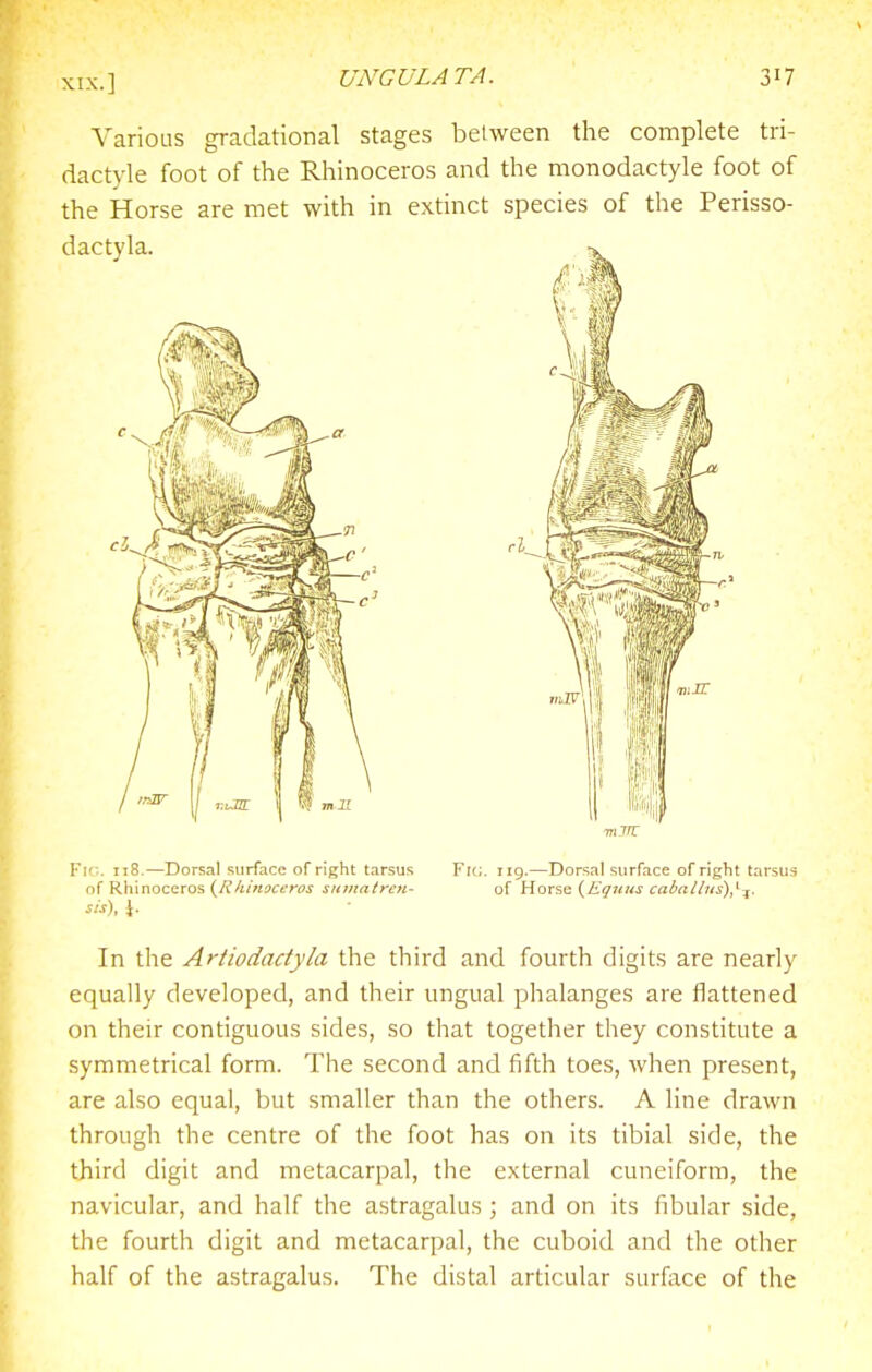 Various gradational stages between the complete tri- dactyle foot of the Rhinoceros and the monodactyle foot of the Horse are met with in extinct species of the Perisso- dactyla. '■l-^ :£L Fl':. ii8.—Dorsal surface of right tarsus of Rhinoceros (^Rkinoceros siimatren- sis), \. Fk;, 119.—Dorsal surface of right tarsus of Horse {Equus caballus),^:f. In the Artiodadyla the third and fourth digits are nearly equally developed, and their ungual phalanges are flattened on their contiguous sides, so that together they constitute a symmetrical form. The second and fifth toes, when present, are also equal, but smaller than the others. A line drawn through the centre of the foot has on its tibial side, the third digit and metacarpal, the external cuneiform, the navicular, and half the astragalus; and on its fibular side, the fourth digit and metacarpal, the cuboid and the other half of the astragalus. The distal articular surface of the