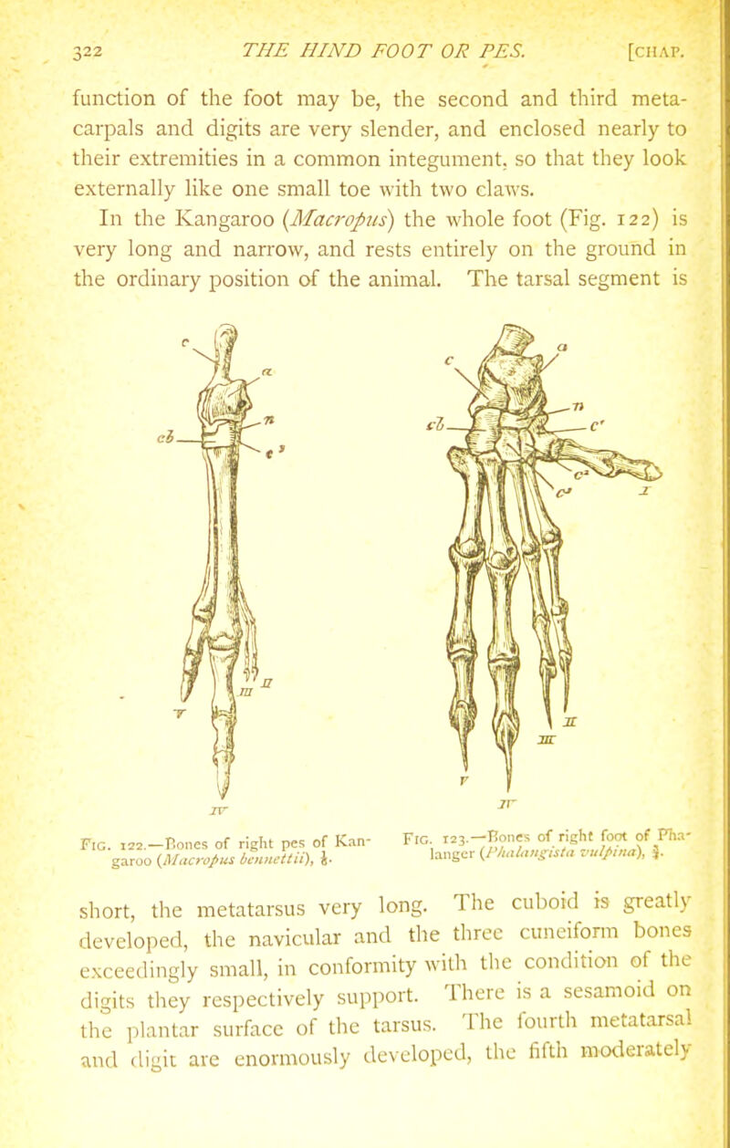 function of the foot may be, the second and third meta- carpals and digits are very slender, and enclosed nearly to their extremities in a common integument, so that they look externally like one small toe with two claws. In the Kangaroo {Macropui) the whole foot (Fig. 122) is very long and narrow, and rests entirely on the ground in the ordinary position of the animal. The tarsal segment is short, the metatarsus very long. The cuboid is greatly developed, the navicular and the three cuneiform bones exceedingly small, in conformity with the condition of the digits they respectively support. There is a sesamoid on the plantar surface of the tarsus. The fourth metatarsal and fli^it arc enormously developed, the fifth moderately IV