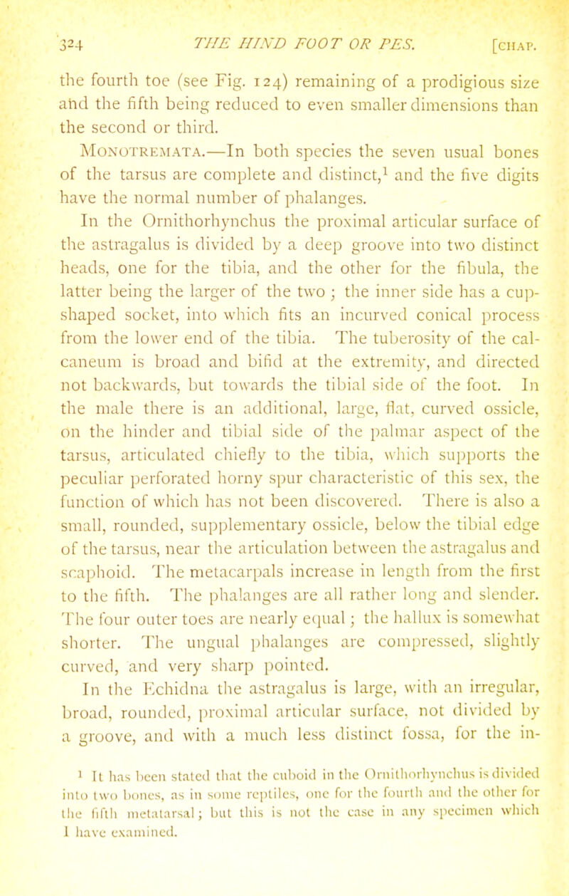 the fourth toe (see Fig. 124) remaining of a prodigious size and the fifth being reduced to even smaller dimensions than the second or third. MoNOTREMATA.—In both species the seven usual bones of the tarsus are complete and distinct,^ and the five digits have the normal number of phalanges. In the Ornithorhynchus the proximal articular surface of the astragalus is divided by a deep groove into two distinct heads, one for the tibia, and the other for the fibula, the latter being the larger of the two ; the inner side has a cup- shaped socket, into which fits an incurved conical process from the lower end of the tibia. The tuberosity of the cal- caneum is broad and bifid at the extremity, and directed not backwards, but towards the tibial side of the foot. In the male there is an additional, large, flat, curved ossicle, on the hinder and tibial side of the palmar aspect of the tarsus, articulated chiefly to the tibia, which supports the peculiar perforated horny spur characteristic of this sex, the function of which has not been discovered. There is also a small, rounded, supplementary ossicle, below the tibial edge of the tarsus, near the articulation between the astragalus and scaphoid. The metacarpals increase in length from the first to the fifth. The phalanges are all rather long and slender. The four outer toes are nearly ecjual; the hallux is somewliat shorter. The ungual phalanges are compressed, slightly curved, and very sharp pointed. In the Echidna the astragalus is large, with an irregular, broad, rounded, ju-oximal articular surface, not divided by a roove, and with a much less distinct fossa, for the in- 1 It has I)eeii stated that the cuboid in the Ornilhorhvncliiis is divided into two bones, as in some reptiles, one for the fourlli and the other for tlie fifth metatarsal; but this is not the ease in any specimen which 1 iiave examined.