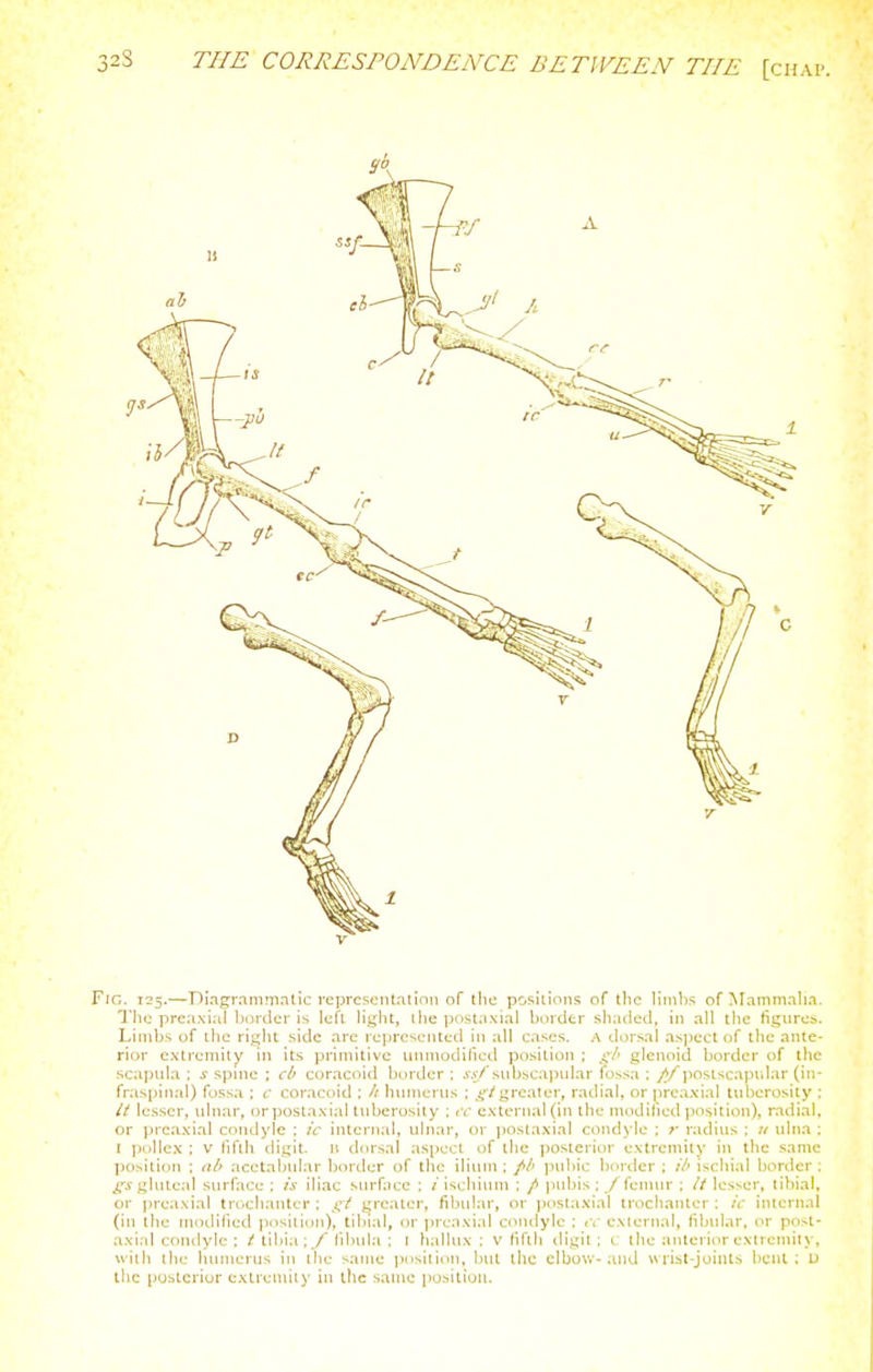 32S THE CORRESPONDENCE BETWEEN THE [cH.i Fig. 125.—Diagrammalic reprcscntntinn of tlic positions of the Hmbs of Mammalia. Tht; prcaxia! liurder is left liglit, the postaxial border shaded, in all tlie figures. Limbs of the right side arc rcprc^eiUed in all cases. A diirsal aspect of the ante- rior extremity in its primitive immodilicd position ; glenoid border of the scapula: spine ; cb coracoid border; .v.v/subscapular fossa ; //jiosiscapular (in- fraspinal) fossa ; c coracoid ; // huniLTUs ; ^^/L^reater, radial, orjireaxial tid)erosity ; It lesser, idnar, orpostaxial tuberosity ; rc external (in the modified position), radial, or preaxial condyle ; ic internal, uhiar, or i)0sta.\ial condyle ; r radius : u ulna ; I ])(tllex : V fifth digit, ii dorsal aspect of tlic posterior extremity in the same position ; ah acetabular border of the iliiun ; //' pul>ic hortier ; //' isc!)ial border : gs gkilea! surface : /V iliac snrHicc : / ischium : / jiubis : / fennir : // lesser, tibial, or ])rea.\ial trochanter ; greater, fibular, or postaxial troclianter ; ic internal (in the (nodified position), tibial, or ])rcnxial condyle : (V external, fibidar, or post- axial condyle ; tibia ;y fibula ; [ hallux; v fifth digit; c the anterior extremity, with the humerus in tiie same position, Init the elbow- and wrist-joints bent ; U the poslerior extremity in the same position.