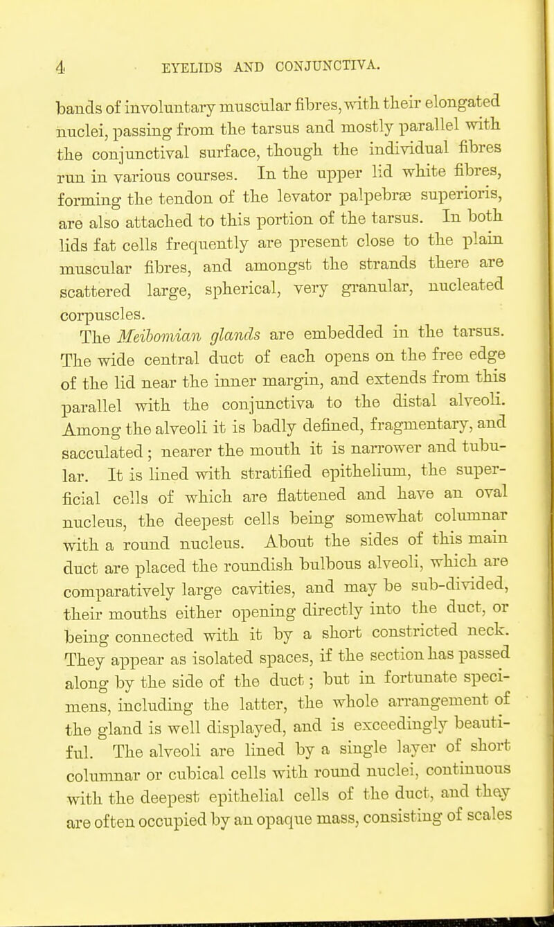 bands of involuntary muscular fibres, with tlieir elongated nuclei, passing from tbe tarsus and mostly parallel with, tbe conjunctival surface, tliougli the individual fibres run in various courses. In the upper lid white fibres, forming the tendon of the levator palpebras superioris, are also attached to this portion of the tarsus. In both lids fat cells frequently are present close to the plain muscular fibres, and amongst the strands there are scattered large, spherical, very gi-anular, nucleated corpuscles. The Meibomian glands are embedded in the tarsus. The wide central duct of each opens on the free edge of the lid near the inner margin, and extends from this parallel with the conjunctiva to the distal alveoli. Among the alveoli it is badly defined, fragmentary, and sacculated; nearer the moiith it is narrower and tubu- lar. It is lined with stratified epithelium, the super- ficial cells of which are flattened and have an oval nucleus, the deepest cells being somewhat columnar with a round nucleus. About the sides of this main duct are placed the roundish bulbous alveoli, which are comparatively large cavities, and may be sub-divided, their mouths either opening directly into the duct, or being connected with it by a short constricted neck. They appear as isolated spaces, if the section has passed along by the side of the duct; but in fortunate speci- mens, including the latter, the whole an-angement of the gland is well displayed, and is exceedingly beauti- ful. The alveoli are lined by a single layer of short columnar or cubical cells with round nuclei, continuous with the deepest epithelial cells of the duct, and thay are often occupied by an opaque mass, consisting of scales