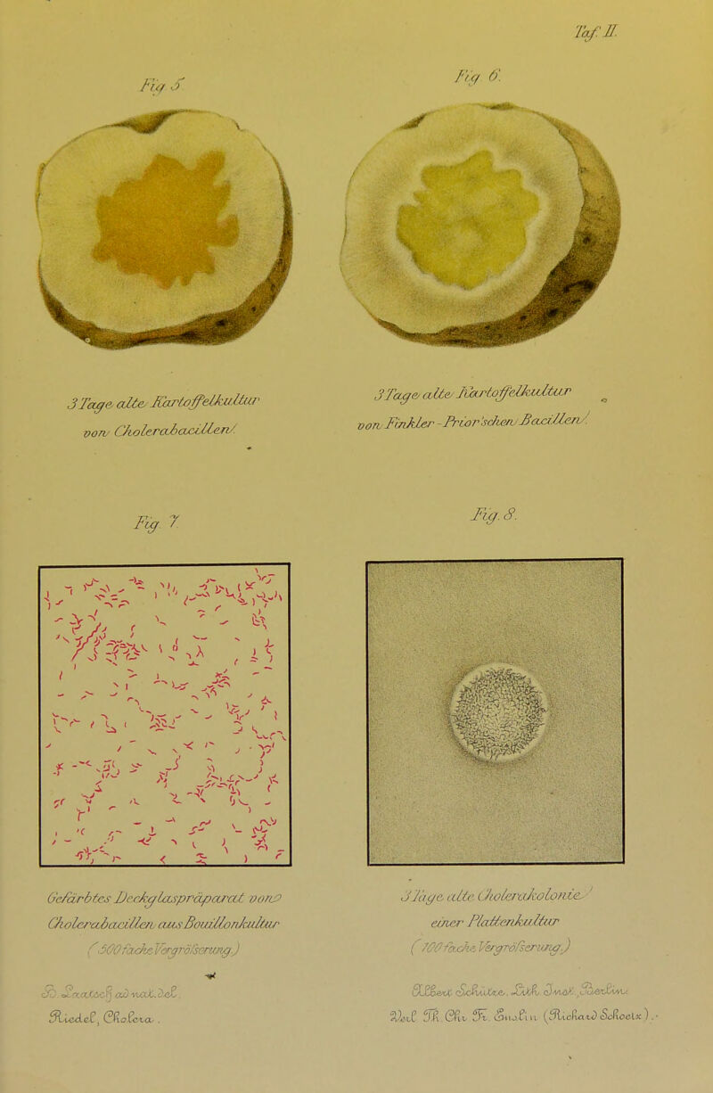 lue/ 6\ 3 Toffe cdte. JGxrtofelhdtui von/ CkolercübcücMen/. 3Tage/ oMe/JxhirtoffelkultuT voTtFinJder ^Friar sehen/^£va:äen/ Fig.'S. ^1, v: 1-^ // f ■s J < 4 _ O'e^cLrbtes Fe.ckglaspräparcU oo/i^ CholerabaciUen/ cui.?BouzMonkultur C3ÖOfaxFtVer^rö/seru/ig) •^acOUic^ ad -mxX,. . o]ay& alte üiolera/tolonie^ ■' einer PlaMenkuMi^ (76>0'fac/i'i l'srgfrößerujig.)
