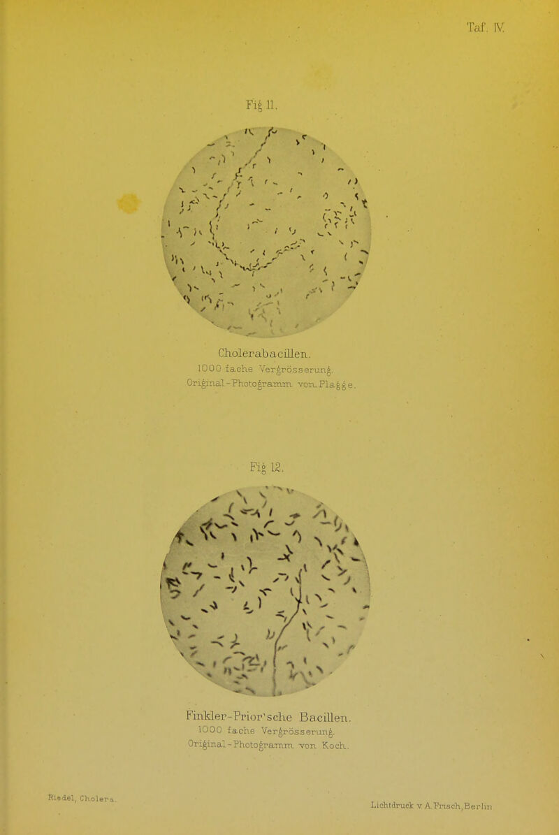 Taf, IV. Fi,^ 11. Choleral) a ciUen. 1000 fache Ver^rosserung. Original-Photogi-amm von.Plague. Flö 12, FinMer-Prior' sehe Bacillen. 1000 fache Vergrösserun^. Original-Photo^ramm von Koch. del, Cholera.