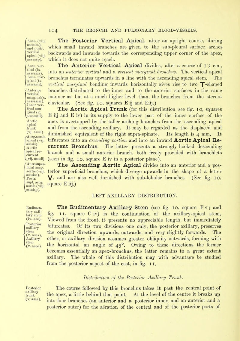 Autr. (viij. asssssa), and postr. vertical apical (viij. ^asssssp). Antr. ver- tical (ix. asssssas). Autr. mar- ginal (ix. asssssai). ( Anterior I vertical margiual(x. J asssssaia), | Inner ver- tical mar- ginal (x. \asssssaii). Aortic apical trunk (vj. asssi). /'Ascg.aortio apical (vij. asssis). ( Aortic apical re- current J.vij. asssii). 'Antr. super- ficial ascg. aortic (viij. Iasssisa). Postr. supl. ascg. aortic (viij. asssisp). The Posterior Vertical Apical, after an upright course, during which small inward branches are given to the sub-pleural surface, arches backwards and inwards towards the corresponding upper corner of the apex, which it does not quite reach. The Anterior Vertical Apical divides, after a course of 1*3 cm., into an anterior vertical and a vertical marginal bronchus. The vertical apical bronchus terminates upwards in a line with the ascending apical stem. The vertical marginal bending inwards horizontally gives rise to two |-shaped branches distributed to the inner and to the anterior surfaces in the same manner as, but at a much higher level than, the branches from the sterno- clavicular. (See fig. 10, squares E ij and Eiij.) The Aortic Apical Trunk (for this distribution see fig. 1 o, scjuares E iij and E iv) in its supply to the lower part of the inner surface of the apex is overtopped by the taller arching branches from the ascending apical and from the ascending axillary. It may be regarded as the displaced and diminished equivalent of the right supra-spinate. Its length is 4 mm. It bifurcates into an ascending portion and into an inward Aortic Apical Re- current Bronchus. The latter presents a strongly hooked descending branch and a small anterior branch, both freely provided with branchlets (seen in fig. 10, square E iv in a posterior plane). The Ascending Aortic Apical divides into an anterior and a pos- terior superficial bronchus, which diverge upwards in the shape of a letter V> and are also well furnished with sub-lobular branches. (See fig. 10, square E iij.) LEFT AXILLARY DISTRIBUTION. Pudirnen- taiy axil- lary stem (iv. ase). / Posterior axillary- stem (v. ases). Axillary stem ^(v. asee). The Rudimentary Axillary Stem (see fig. 10, square Fv; and fig. 11, square Civ) is the continuation of the axillary-apical stem. Viewed from the front, it presents no appreciable length, but immediately bifurcates. Of its two divisions one only, the posterior axillary, preserves the original direction upwards, outwards, and very slightly forwards. The other, or axillary division assumes greater obliquity outwards, forming with the horizontal an angle of 450. Owing to these directions the former becomes essentially an apex-bronchus, the latter remains to a great extent axillary. The whole of this distribution may with advantage be studied from the posterior aspect of the cast, in fig. 1 1. Posterior axillary trunk (v. ases). Distribution of the Posterior Axillary Trunk. The course followed by this bronchus takes it past the central point of the apex, a little behind that point. At the level of the centre it breaks up into four branches (an anterior and a posterior inner, and an anterior and a posterior outer) for the aeration of the central and of the posterior parts of