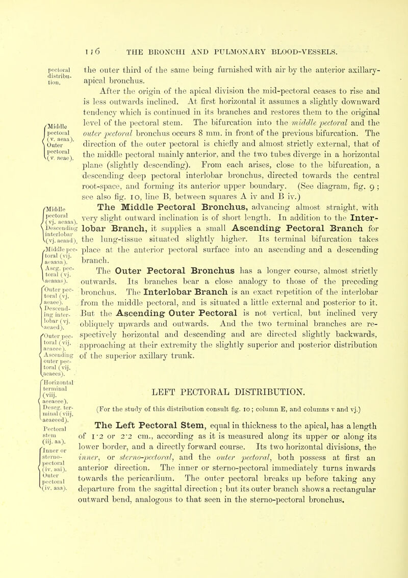 pectoral distribu- tion, 'Middle 1 pectoral (v. aeaa). Outer pectoral \(v. aeae). /Middle I pectoral 1 (vj. aeaaa), \ Descending I interlobar \(vj. aeaad), (Middle pec- toral (vi j. aeaaaa). Ascg. pec- toral (vj. aeaaas). Outer pec- toral (vj. J aeaee). \ Desceud- ing inter- lobar (vj. \aeaed j. 'Outer pec- toral (vij. aeaeee). ( Asceudiug outer pec- toral (vij. vaeaees). {Horizontal terminal (viij. aeeaeee). Descg. ter- minal (viij. aeaeeed). Pectoral stem (iij. aa). fInner or sterno- pectoral (iv. aai). Outer pectoral '(iv. aaa). the outer third of the same being furnished with air by the anterior axillary- apical bronchus. After the origin of the apical division the mid-pectoral ceases to rise and is less outwards inclined. At first horizontal it assumes a slightly downward tendency which is continued in its branches and restores them to the original level of the pectoral stem. The bifurcation into the middle pectoral and the outer pectoral bronchus occurs 8 mm. in front of the previous bifurcation. The direction of the outer pectoral is chiefly and almost strictly external, that of the middle pectoral mainly anterior, and the two tubes diverge in a horizontal plane, (slightly descending). From each arises, close to the bifurcation, a descending deep pectoral interlobar bronchus, directed towards the central root-space, and forming its anterior upper boundary. (See diagram, fig. g ; see also fig. io, line B, between squares A iv and B iv.) The Middle Pectoral Bronchus, advancing almost straight, with very slight outward inclination is of short length. In addition to the Inter- lobar Branch, it supplies a small Ascending Pectoral Branch for the lung-tissue situated slightly higher. Its terminal bifurcation takes place at the anterior pectoral surface into an ascending and a descending branch. The Outer Pectoral Bronchus has a longer course, almost strictly outwards. Its branches bear a close analogy to those of the preceding bronchus. The Interlobar Branch is an exact repetition of the interlobar from the middle pectoral, and is situated a little external and posterior to it. But the Ascending Outer Pectoral is not vertical, but inclined very obliquely upwards and outwards. And the two terminal branches are re- spectively horizontal and descending and are directed slightly backwards, approaching at their extremity the slightly superior and posterior distribution of the superior axillary trunk. LEFT PECTORAL DISTRIBUTION. (For the study of this distribution consult fig. io ; column E, and columns v and vj.) The Left Pectoral Stem, equal in thickness to the apical, has a length of I'2 or 2'2 cm., according as it is measured along its upper or along its lower border, and a directly forward course. Its two horizontal divisions, the inner, or sterno-pectoral, and the outer pectoral, both possess at first an anterior direction. The inner or sterno-pectoral immediately turns inwards towards the pericardium. The outer pectoral breaks up before taking any departure from the sagittal direction ; but its outer branch shows a rectangular outward bend, analogous to that seen in the sterno-pectoral bronchus.