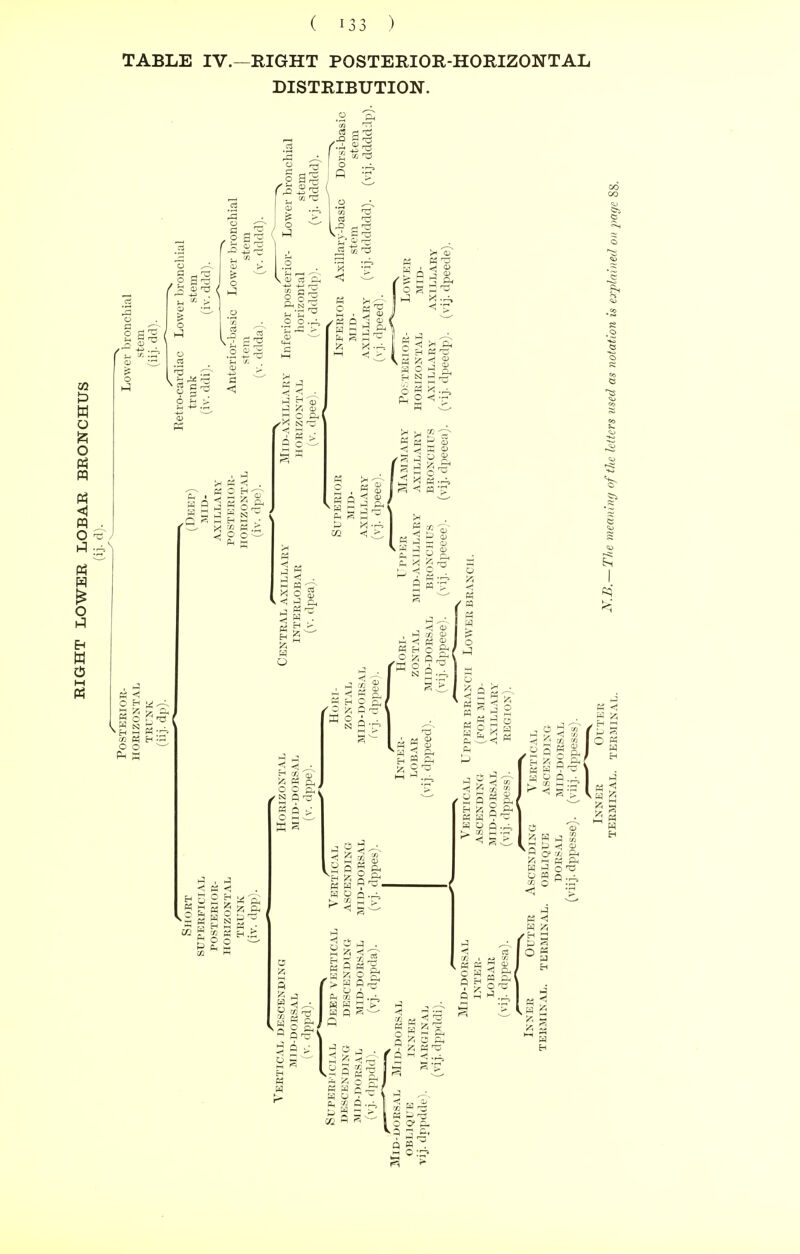 TABLE IV.—RIGHT POSTERIOR-HORIZONTAL DISTRIBUTION.