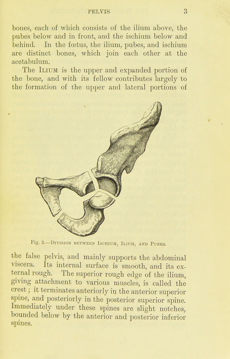 bones, each of which consists of the ilium above, the pubes below and in front, and the ischium below and behind. In the foetus, the ilium, pubes, and ischium are distinct bones, which join each other at the acetabulum. The Ilium is the upper and expanded portion of the bone, and with its fellow contributes largely to the formation of the upper and lateral portions of Fig. 3.—Division between Ischium, Ilium, and Pubes. the false pelvis, and mainly supports the abdominal viscera. Its internal surface is smooth, and its ex- ternal rough. The superior rough edge of the ilium, giving attachment to various muscles, is called the crestj it terminates anteriorly in the anterior superior spine, and posteriorly in the posterior superior spine. Immediately under these spines are slight notches, bounded below by the anterior and posterior inferior spines.
