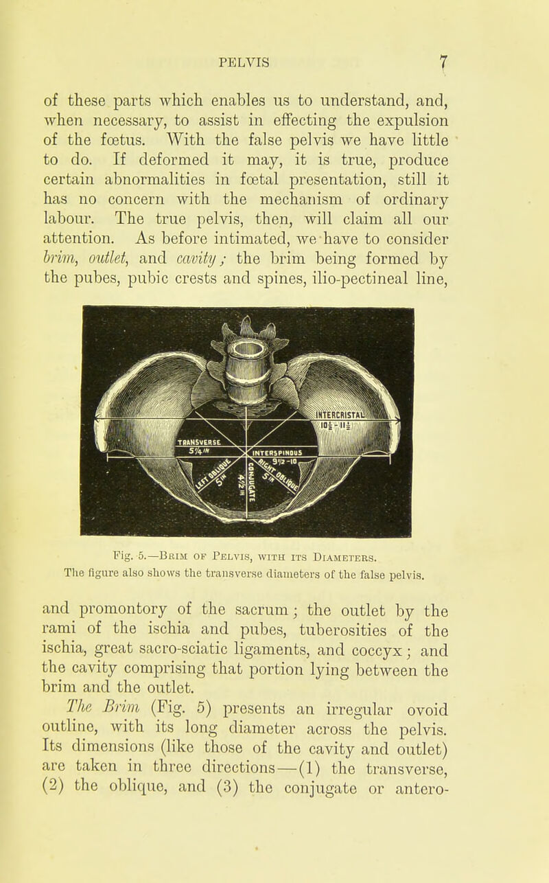 of these parts which enables us to understand, and, when necessary, to assist in effecting the expulsion of the foetus. With the false pelvis we have little to do. If deformed it may, it is true, produce certain abnormalities in foetal presentation, still it has no concern with the mechanism of ordinary labour. The true pelvis, then, will claim all our attention. As before intimated, Ave have to consider brim, outlet, and cavity; the brim being formed by the pubes, pubic crests and spines, ilio-pectineal line, Fig. 5.— Brim of Pelvis, with its Diameters. The figure also shows the transverse diameters of the false pelvis. and promontory of the sacrum • the outlet by the rami of the ischia and pubes, tuberosities of the ischia, great sacro-sciatic ligaments, and coccyx; and the cavity comprising that portion lying between the brim and the outlet. The Brim (Fig. 5) presents an irregular ovoid outline, with its long diameter across the pelvis. Its dimensions (like those of the cavity and outlet) are taken in three directions—(1) the transverse, (2) the oblique, and (3) the conjugate or antero-