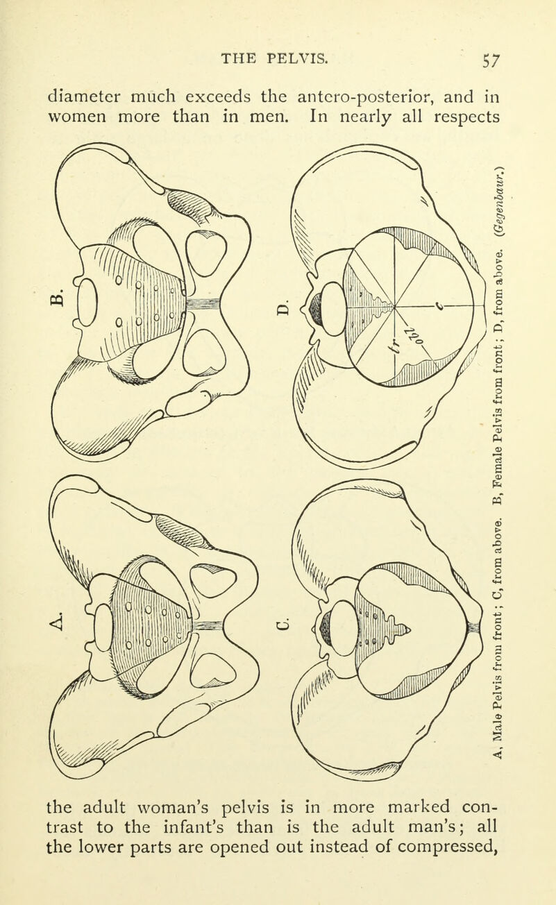 diameter much exceeds the anteroposterior, and in women more than in men. In nearly all respects the adult woman's pelvis is in more marked con- trast to the infant's than is the adult man's; all the lower parts are opened out instead of compressed,