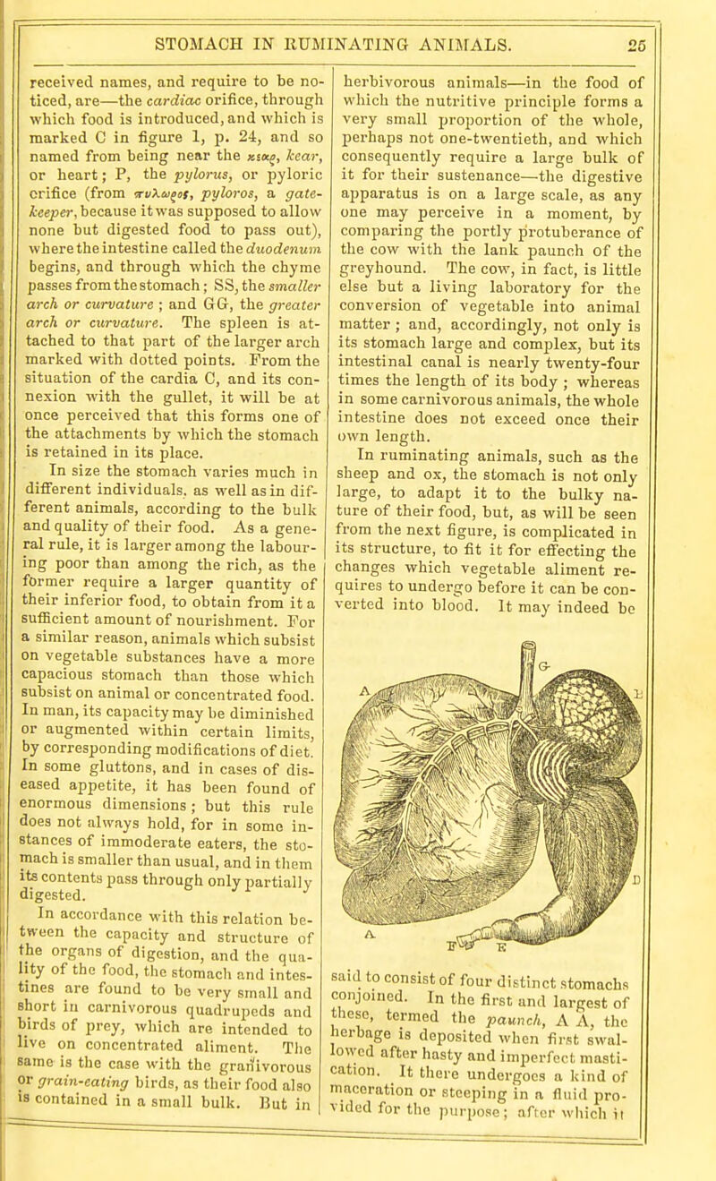 received names, and require to be no- ticed, are—the cardiac orifice, through which food is introduced, and which is marked C in figure 1, p. 24, and so named from being near the xs«j, kcar, or heart; P, the pylorus, or pyloric orifice (from ■rvXio^ts, pyloros, a gate- keeper, because it was supposed to allow none but digested food to pass out), where the intestine called the duodenum begins, and through which the chyme passes from the stomach; SS, the smaller arch or curvature • and GG, the greater arch or curvature. The spleen is at- tached to that part of the larger arch marked with dotted points. From the situation of the cardia C, and its con- nexion with the gullet, it will be at once perceived that this forms one of the attachments by which the stomach is retained in its place. In size the stomach varies much in different individuals, as well as in dif- ferent animals, according to the bulk and quality of their food. As a gene- ral rule, it is larger among the labour- ing poor than among the rich, as the former require a larger quantity of their inferior food, to obtain from it a sufiicient amount of nourishment. For a similar reason, animals which subsist on vegetable substances have a more capacious stomach than those which subsist on animal or concentrated food. In man, its capacity may be diminished or augmented within certain limits, by corresponding modifications of diet. In some gluttons, and in cases of dis- eased appetite, it has been found of enormous dimensions; but this rule does not always hold, for in some in- stances of immoderate eaters, the sto- mach is smaller than usual, and in tliem its contents pass through only partially digested. ^ ^ In accordance with this relation be- tween the capacity and structure of the organs of digestion, and the qua- lity of the food, the stomach and intes- tines are found to be very small and short in carnivorous quadrupeds and birds of prey, which are intended to live on concentrated aliment. Tlie same is the case with the grarfivorous or grain-eating birds, as their food also >8 contained in a small bulk. But in herbivorous animals—in the food of which the nutritive principle forms a very small proportion of the whole, perhaps not one-twentieth, and which consequently require a large bulk of it for their sustenance—the digestive apparatus is on a large scale, as any one may perceive in a moment, by comparing the portly protuberance of the cow with the lank paunch of the greyhound. The cow, in fact, is little else but a living laboratory for the conversion of vegetable into animal matter ; and, accordingly, not only is its stomach large and complex, but its intestinal canal is nearly twenty-four times the length of its body ; whereas in some carnivorous animals, the whole intestine does not exceed once their own length. In ruminating animals, such as the sheep and ox, the stomach is not only large, to adapt it to the bulky na- ture of their food, but, as will be seen from the next figure, is complicated in its structure, to fit it for effecting the changes which vegetable aliment re- quires to undergo before it can be con- verted into blood. It may indeed bo said to consist of four distinct stomachs conjoined. In the first and largest of these, termed the paunch, A A, the herbage is deposited when first swal- lowed after hasty and imperfect masti- cation. It there undergoes a kind of maceration or steeping in a fluid pro- vided for the purpose; after which ii
