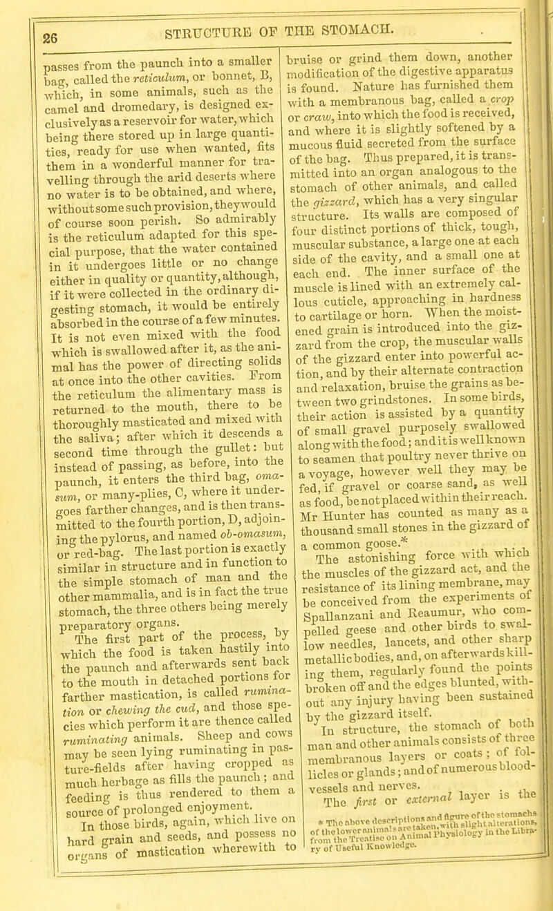 STRUCTURE OF THE STOMACH. passes from the paunch into a smaller bag, called the rctiotiZiim, or bonnet, B, which, in some animals, such as the camel and dromedary, is designed ex- clusively as a reservoir for water, which being there stored up in large quanti- ties, ready for use when wanted, fits them in a wonderful manner for tra- velling through the arid deserts where no water is to be obtained, and where, without some such provision, they would of course soon perish. So admirably is the reticulum adapted for this spe- cial purpose, that the water contained in it undergoes little or no change either in quality or quantity, although, if it were collected in the ordinary di- gesting stomach, it would be entirely absorbed in the course of a few minutes. It is not even mixed with the food which is swallowed after it, as the ani- mal has the power of directing solids at once into the other cavities. From the reticulum the alimentary mass is returned to the mouth, there to be thoroughly masticated and mixed with the saliva; after which it descends a second time through the gullet: but instead of passing, as before, into the paunch, it enters the third bag, oma- sum, or many.plies, C, where it under- goes farther changes, and is then trans- mitted to the fourth portion, D, adjoin- ing the pylorus, and named ob-omaswn, or red-bag. The last portion is exactly similar in structure and in function to the simple stomach of man and the other mammalia, and is in fact the true stomach, the three others being merely preparatory organs. The first part of the process, by which the food is taken hastily into the paunch and afterwards sent back to the mouth ia detached portions for farther mastication, is called rumina- tion or chewing the cud, and those spe- cies which perform it are thence called ruminating animals. Sheep and cows may be seen lying ruminating m pas- ture-fields after having cropped much herbage as fills the paunch ; and feeding is thus rendered to them a source of prolonged enjoyment. In those birds, again, which live on hard grain and seeds, and possess no ort'ans of mastication wherewith to bruise or grind them down, another modification of the digestive apparatus is found. Nature has furnished them with a membranous bag, called a, crop or craw, into which the food is received, and where it is slightly softened by a mucous fluid secreted from the surface of the bag. Thus prepared, it is trans- mitted into an organ analogous to the stomach of other animals, and called the gizzard, which has a very singular structure. Its walls are composed of four distinct portions of thick, tough, muscular substance, a large one at each side of the cavity, and a small one at each end. The inner surface of the muscle is lined with an extremely cal- lous cuticle, approaching in hardness to cartilage or horn. When the moist- ened grain is introduced into the giz- zard ft-om the crop, the muscular walls of the gizzard enter into powerful ac- tion, and by their alternate contraction and relaxation, bruise the grains as be- tween two grindstones. In some birds, their action is assisted by a quantity of small gravel purposely swallowed alonn-withthefood;anditisweUknown to seamen that poultry never thrive on a voyage, however well they may be fed if gravel or coarse sand, as well as food, be not placed within their reach. Mr Hunter has counted as many as a thousand small stones in the gizzard of a common goose.* The astonishing force with which the muscles of the gizzard act, and the resistance of its lining membrane, may be conceived from the experiments of Spallanzani and Reaumur, who com- pelled geese and other birds to swal- low needles, lancets, and other sharp metallic bodies, and, on afterwards kill- ing them, regularly found the points broken off and the edges blunted, with- out any injury having been sustained by the gizzard itself. ^ , In structure, the stomach of both man and other animals consists of three membranous layers or coats ; of fol- licles or glands; andof numerous blood- vessels and nerves. The first or mcrnal layer is the rv of Useftil Knowlodse.