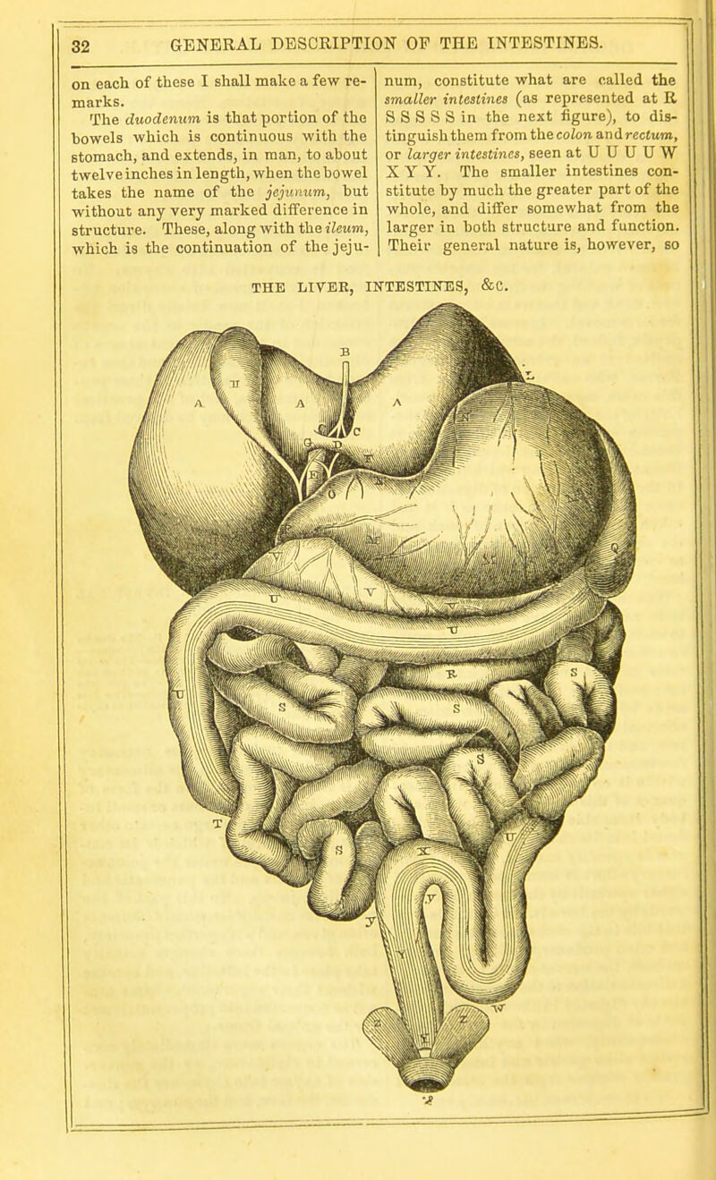 on each of these I shall make a few re- marks. The duodenum is that portion of the bowels which is continuous with the stomach, and extends, in man, to about twelve inches in length, when the bowel takes the name of the jejunum, but without any very marked difference in structure. These, along with the ileum, which is the continuation of the jeju- num, constitute what are called the smaller intestines (as represented at R S S S S S in the next figure), to dis- tinguish them from the colon and rectum, or larger intestines, seen at U U U U W X Y Y. The smaller intestines con- stitute by much the greater part of the whole, and differ somewhat from the larger in both structure and function. Their general nature is, however, so