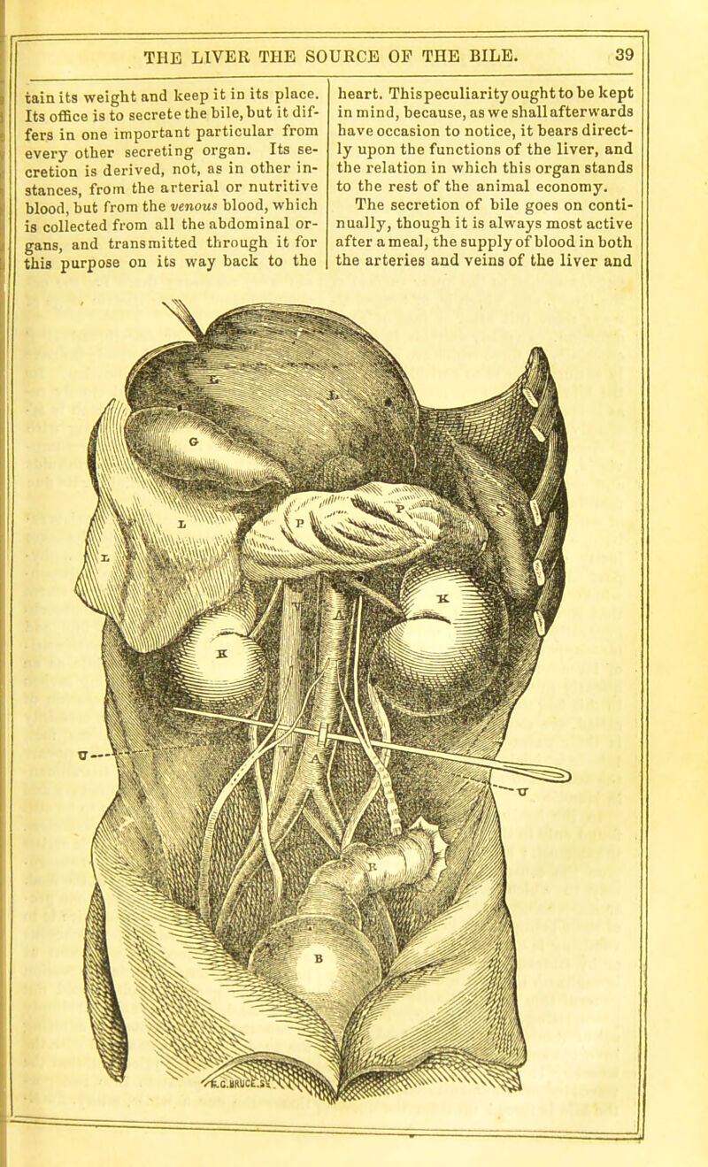 iain its weight and keep it in its place. Its office is to secrete the bile, but it dif- fers in one important particular from every other secreting organ. Its se- cretion is derived, not, as in other in- stances, from the arterial or nutritive blood, but from the venous blood, which is collected from all the abdominal or- gans, and transmitted through it for this purpose on its way back to the heart. Thispeculiarityoughttobe kept in mind, because, as we shall afterwards have occasion to notice, it bears direct- ly upon the functions of the liver, and the relation in which this organ stands to the rest of the animal economy. The secretion of bile goes on conti- nually, though it is always most active after a meal, the supply of blood in both