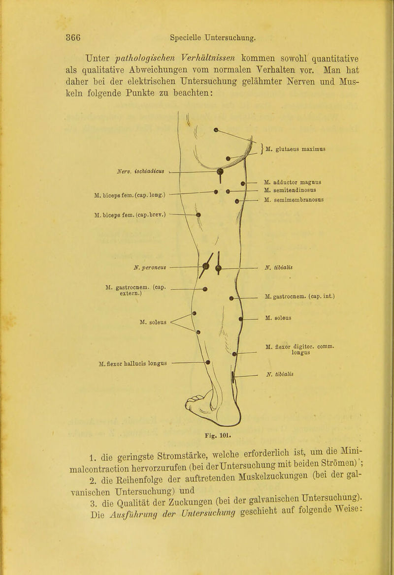 Unter pathologischen Verhältnissen kommen sowohl quantitative als qualitative Abweichungen vom normalen Verhalten vor. Man hat daher hei der elektrischen Untersuchung gelähmter Nerven und Mus- keln folgende Punkte zu beachten: Nerv, ischiadicus M. biceps fem. (cap. long.) M. fciceps fem. (cap.brey.) If. peroneus M. gastrocnem. (cap. extern.) M. soleus M. flexor hallucis longns M. glataeus niaximus M. adductor magnus M. semitendinosns q l ■ M. semimembranosns N. tibialis M. gastrocnem. (cap. int.) M. soleus M. flexor digitor. comm. longns N. tibialis Fig. 101. 1. die geringste Stromstärke, welche erforderlich ist, um die Miui- malcontraction hervorzurufen (bei der Untersuchung mit beiden Strömen ; 2. die Reihenfolge der auftretenden Muskelzuckungen (bei der gal- vanischen Untersuchung) und 3. die Qualität der Zuckungen (bei der galvanischen Untersuchung). Die Ausführung der Untersuchung geschieht auf folgende Weise:
