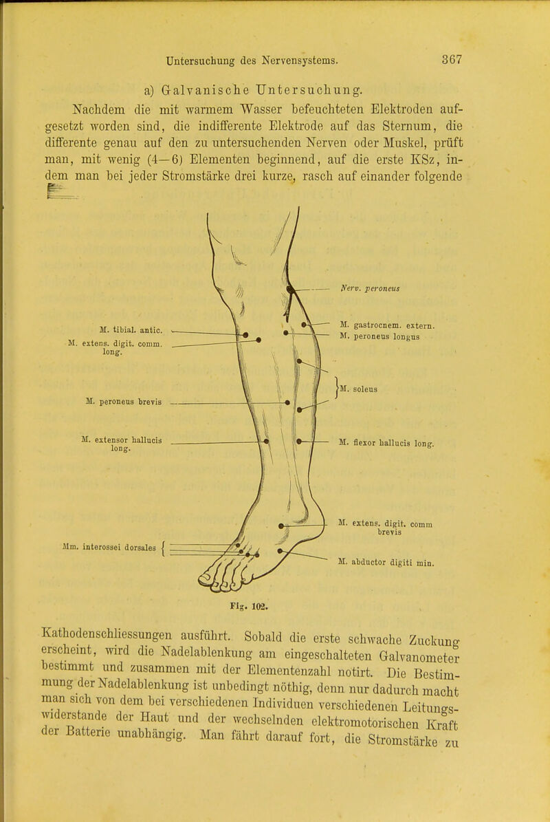 a) Galvanische Untersuchung. Nachdem die mit warmem Wasser befeuchteten Elektroden auf- gesetzt worden sind, die indifferente Elektrode auf das Sternum, die differente genau auf den zu untersuchenden Nerven oder Muskel, prüft man, mit wenig (4—6) Elementen beginnend, auf die erste KSz, in- dem man bei jeder Stromstärke drei kurze, rasch auf einander folgende M. tibial. antic. > M. extens. digit. comm. long. M. peroneus brevis _ M. extensor hallucis long. Jim. interossei dorsales | tferv. peroneus M. gastrocnem. extern. M. peroneus longus solens M. flexor hallucis long. M. extens. digit. comm brevis M. abductor digiti min. Flg. 102. Kathodenschhessungen ausführt. Sobald die erste schwache Zuckung erscheint, wird die Nadelablenkung am eingeschalteten Galvanometer bestimmt und zusammen mit der Elementenzahl notirt. Die Bestim- mung der Nadelablenkung ist unbedingt nöthig, denn nur dadurch macht man m]x von dem M verschiedenon individuen verschiedenen Leitungs- widerstande der Haut und der wechselnden elektromotorischen Kraft der Batterie unabhängig. Man fährt darauf fort, die Stromstärke zu