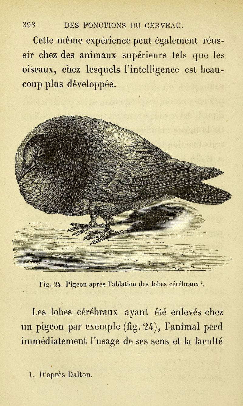 Cette même expérience peut également réus- sir chez des animaux supérieurs tels que les oiseaux, chez lesquels Tintelligence est beau- coup plus développée. Fig. 24. Pigeon après l'ablation des lobes cérébraux ^ Les lobes cérébraux ayant été enlevés chez un pigeon par exemple (fig. 24), l'animal perd immédiatement Tusage de ses sens et la faculté 1. D après Dalton.