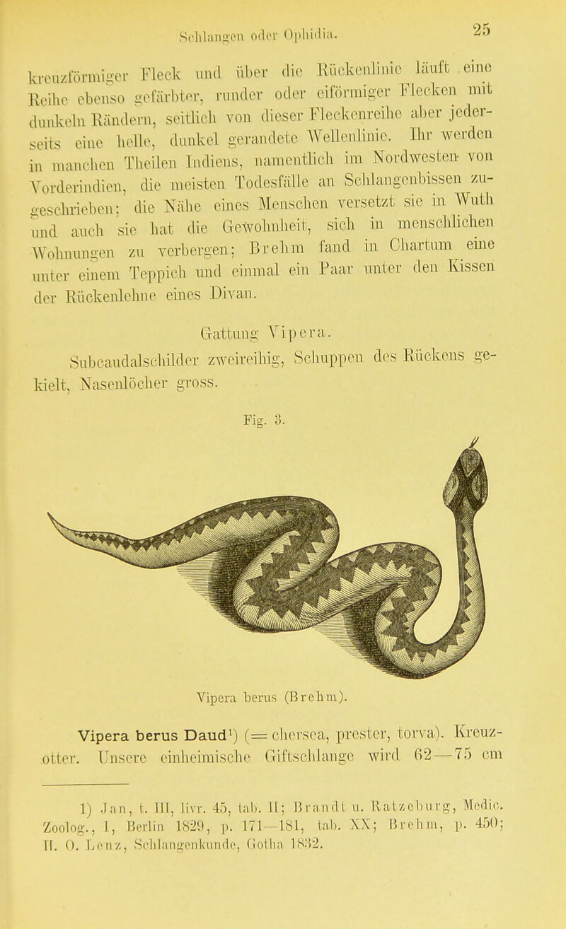 kreuzförmiger Fleck und aber die Rückenlinie läuft eine Reihe ebenso gefärbter, runder oder eiförmiger Klecken mit dunkeln Rändern, seitlich von «lieser hlerkenreihe aber jeder- seits eine helle, dunkel gerandete WeUenlinie. Ihr werden in maIlchen Theilen Indiens, namentlich im Nordwesten von Vorderindien, die meisten Todesfälle an Schlangenbissen zu- geschrieben; die Nähe eines .Mensehen versetzt sie in Wuth und auch sie hat die Gewohnheit, sich in menschlichen Wohnungen zu verbergen; Brehm fand in Ohartum eine unter einem Teppich und einmal ein Paar unter den Kissen drr Rückenlehne eines Divan. Gattung- Vipera. Subcaudalschilder zweireihig, Schuppen des Rückens ge- kielt, Nasenlöcher gross. Fiff. 3. Vipera berus (Brehm). Vipera berus Daud1) (=chersea, prost er, torva). Kreuz- otter, ühsere einheimische Giftschlange wird 62 — 75 cm 1) Jan, t. III, llvr. 4.'), tab. II: Brandl u. Ratzeburg, Medic. Zoolog., I, Berlin 1829, p. 171-181, tab. XX; Brehm, p. 450; II. 0. Lenz, Schlangenlcunde, Gotha 1832.