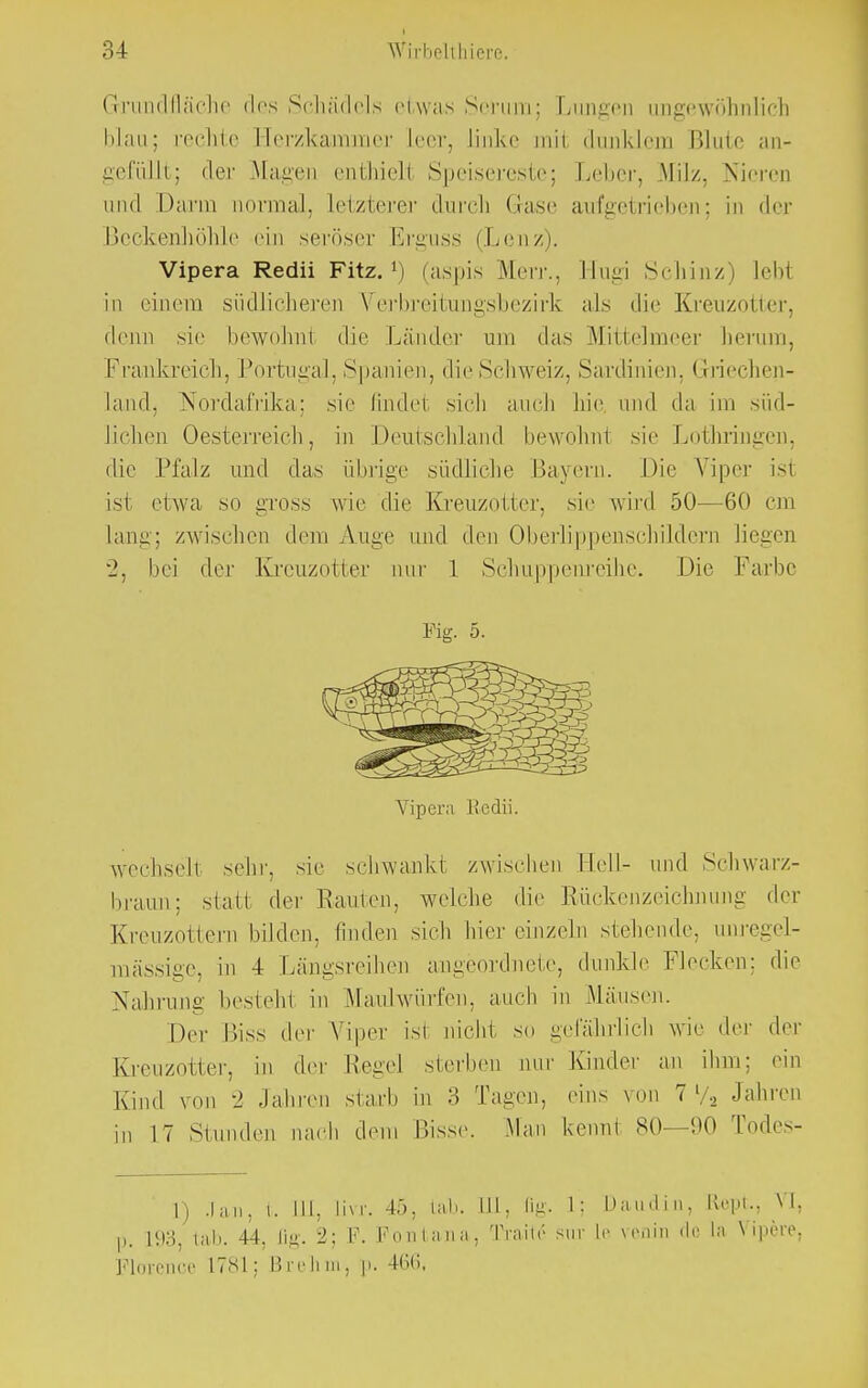 Gnmdfläche des Schädels etwas Serum; Lungen ungewöhnlich blau; fechte Berzkamnier Leer, Linke tnil dunklem Blute an- gefüllt; der Magen enthiell Speisereste; Leber, Milz, Nieren und Dann normal, Letzterer durch (läse aufgetrieben; in der Beckenliöhle ein seröser Erguss (Lenz). Vipera Redii Fitz.1) (aspis Merr., Hugi Schinz) lebt in einem südlicheren \rerbreitungsbezirk als die Kreuzotter, denn sie bewoh.n1 die Länder um das Mittelmeer hemm, Frankreich, Portugal, Spanien, die Schweiz, Sardinien. Griechen- Land, Nordafrika; sie findel sich auch hie und da im süd- lichen Oesterreich, in Deutschland bewohnl sie Lothringen, die Pfalz und das übrige südliche Bayern. Die Viper is1 ist etwa so gross wie die Kreuzotter, sie wird 50—60 cm Lang; zwischen dem Auge und den Oberlippenschildern liegen 2, bei der Kreuzotter nur 1 Schuppenreihe. Die Farbe Fig. 5. Vipern liedii. wechseil sehr, sie schwankt zwischen Hell- und Schwarz- braun; stall der Rauten, welche die Rückenzeichnung der Kreuzottern bilden, linden sich hier ein/ein siebende, unre-el- mässige, in 4 Längsreihen angeordnete, dunkle Flecken; die Nahrung bestellt in Maidwürfen, auch in Mäusen. Der Biss der Viper ist nicht so gefährlich wie der der Kreuzotter, in der Hegel sterben nur Kinder an ihm; ein Kind von 2 Jahren starb in 3 Tagen, eins von 7 % Jahren in 17 Stunden nach dem Bisse. Man kennl 80—90 Todes- 1) Jan, i. III, Livr. 45, iah. III, ßg. 1: Daudiu, Etopt, VI. p. 193, lab. 44. li.ü'. 2; F. Fontana, Trait6 sur Le venin de La Vipere, Florence L781; Brehm, p. 466,