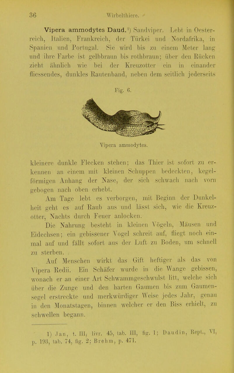 Vipera amrnodytes Daud.') Sandviper- Lebl in Oester- reich, [talien, Prankreich, der Türkei und Nordafrika, in Spanien und Portugal. Sie wird bis zu einem Meter lang und ihn- Farbe is1 gelbbraun bis rothbraun; über den Rücken zieh.1 ähnlich wie bei der Kreuzotter ein in einander Iiiessendes, dunkles Rautenband, neben dem seitlieh jederseits Fig. 6. Vipera ammodytes. kleinen' dunkle Flecken stehen; das Thier ist sofori zu er- kennen an einem mit kleinen Schuppen bedeckten, kegel- förmigen Anhang der Nase, der sich schwach nach vorn gebogen nach oben erhebt. Am Tage Lebt es verborgen, mit Beginn der Dunkel- heil gehi es auf Raub aus und la'ssi sieh, wie die Kreuz- otter, Nachts durch Feuer anlocken. Die Nahrung besteht in kleinen Vögeln, Mäusen und Eidechsen; ein gebissener Vogel schreil auf. fliegt noch ein- mal auf und fällt sofort aus der Luft zu Boden, um schnell zu sterben. . Auf Menschen wirkt das Grift heftiger als das von Vipera Redii. Ein Schäfer wurde in die Wange gebissen, wonach er an einer An Schwammgeschwulsl litt, welche sich über die Zunge und den harten Gaumen bis zum Gaumen- segel erstreckte und merkwürdiger Weise jedes Jahr, genau in den Monatstagen, hinnen welcher er den Biss erhielt, zu schwellen begann. 1) .lau, 1. III, livr. 45, lab. III, Iii:. 1: Daudinj Rept., VI. p. 193, iah. 74, Qg. 2: Brehm, p. 471.