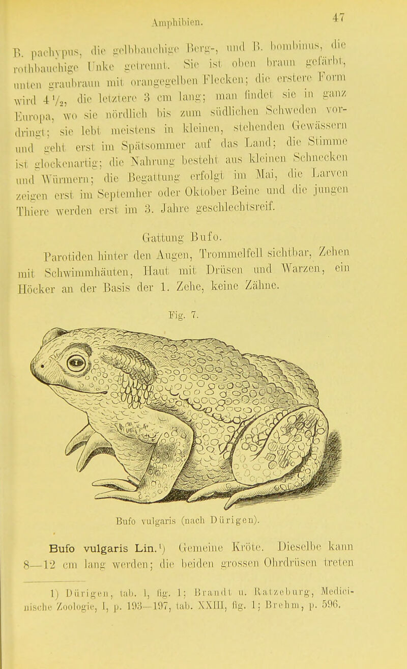 B. pachrpus, die gelbbauchige Berg- thbauchige Unke getrennt. Sir (I B. bom 47 cie iild-ii gefärbt unten graubraun mit orangegelben Flecken; die ersterc Form wird 41/,, die letztere 3 cm Lang; man finde! sie in ganz Eur0pa, wo sie aördliob bis /um südlichen Schweden vor- dringt; sie Lebi meistens in kleinen, siebenden Gewässern und gehl ersi im Spätsommer auf das Land; die Stimme is\ glockenaiüg; die Nahrung besteh! aus kleinen Schnecken and Würmern; die Begattung erfolgt im Mai, die Larven zeigen erst im September oder Oktober Beine und die jungen 'filiere werden erst im 3. Jahre geschlechtsreif. Gattung Bufo. Parotidei! hinter den Augen, Trommelfell sichtbar, Zehen mit Schwimmhäuten, Haut mit Drüsen und Warzen, ein Höcker an der Basis der 1. Zehe, keine Zähne. Bufo vulgaris (nach Dürigen). Bufo vulgaris Lin.'j Gemeine Kröte Dieselbe kann 8 12 '-in lang werden: die beiden grossen Ohrdrüsen treten 1) Dürigen, fcab. I, ßg. 1; Brandl u. Hatzebarg, Medici- nische Zoologie, I, p. 193 1H7, lab. Will, fig. 1; Brehm, p. 596,