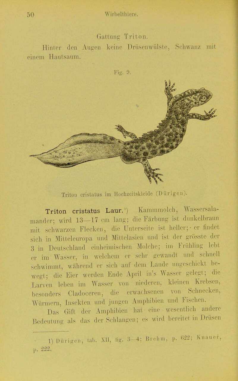 Gattung Tril od. Einter den Augen keine Drüsenwülste, Schwanz um einem Uautsaum. Fig. 9. Triton eristatus im Hoohzeitskleide (Dürigen). Triton eristatus Laur.') Kammmolch, Wassersala- mander; wird 13—17 cm Lang; die Färbimg ist dunkelbraun mit schwarzen Flecken, die Unterseite ist heller; • er findet sich in Mitteleuropa und Mittelasien und ist der grösste der 3 in Deutschland einheimischen Molche; im Frühling Lebt er im Wasser, in welchem er sehr gewandt und schnell schwimmt, während er sich auf dem Lande ungeschickt be- wegt; die Eier werden Ende April in's Wasser gelegt; die Larven leben im Wasser von niederen, kleinen Krebsen, besonders Cladoeeren, die erwachsenen von Sehneeken. Würmern, Insekten und jungen Amphibien und Fischen. Das Gift der Amphibien hat eine wesentlich andere Bedeutung als das der Schlangen; es wird bereitet in Drusen 1) Dürigen, lab. XU, ßg. :i-4: I5rcl.ii., p. 622; Knau©*, p. '222.