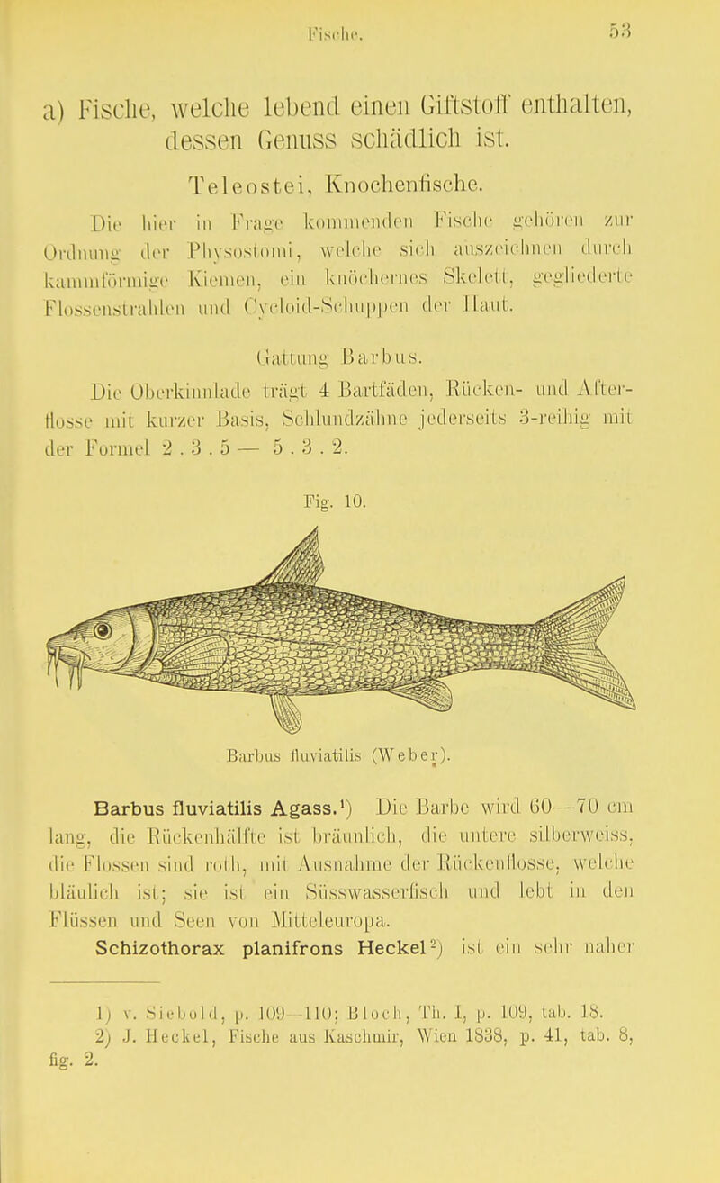 a) Fische, welche lebend einen Giftstoff enthalten, dessen Genuss schädlich ist. Teleostei, Knochenfische. Die hier in Frage kommenden Fische gehören zur Ordnung der Physostoimi, welche sich auszeichnen durch kammförmige Kiemen, ein knöchernes Skelett, gegliederte Flossenstrahlen und Oycloid-Schuppen der Hanl, Gattung Barbus. Die Oberkinnlade trägi 4 Bartfäden, Rücken- und After- flosse mit kurzer Basis, Schlundzähne jederseits 3-reihig mit der Formel 2.3.5— 5.3.2. Fig. 10. Barbus (luviatüis (Weber). Barbus fluviatilis Agass.1) Die Barbe wird 60—70 cm lang, die Rückenhälfte isl bräunlich, die unlere silberweiss, die Flossen sind roth, mit Ausnahme der Rückenflosse, welche bläulich ist; sie isl ein Süsswasserfiseb und lebt in den Flüssen und Sem von Mitteleuropa. Schizothorax planifrons Heckel2) isl ein sehr naher 1) v. Siebold, p. 109 110; Bloch, Th. I, p. L09, tab. 18. 2) J. Heckel, Fische aus Kaschmir, Wien 1838, p. 41, tab. 8, fig. 2.