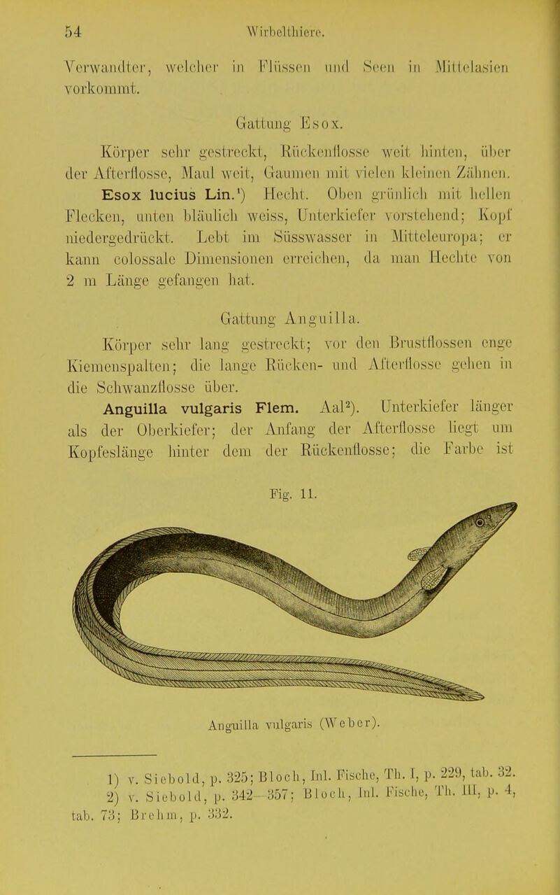 Verwandter, weicher in Flüsse« und Seen in Mittelasien \ orkommt. Gattung Esox. Körper sehr gestreckt, Rückenflosse weil hinten, über der Afterflosse, Maul weit, Gaumen mit vielen kleinen Zähnen. Esox lucius Lin.1) Eecht. Oben grünlich mit hellen Flecken, unten bläulich weiss. Unterkiefer vorstehend; Kopf niedergedrückt. Lebl im Süsswasser in Mitteleuropa; er kann colossäle Dimensionen erreichen, da man Eechte von 2 in Länge gefangen hat. Gattung Anguilla. Körper sehr Lang gestreckt; vor den Brustflossen enge Kiemenspalten; die Lange Rücken- und Alterflossc gehen in die Schwanzflosse über. Anguilla vulgaris Flem. Aal2). Unterkiefer länger als der Oberkiefer; der Atifang der Afterflosse Liegt am Kopfeslänge hinter dem der Rückenflosse; die Farbe ist Fig. 11. Anguilla vulgaris (Weber). 1) y. Siebold, p. 325; Bloch, M. Fische, Th. I, p. 229, tab. 32. 2) v. Slöbold, p: 342- 357; Bloch, Inl. Fische, Th. III, p. 4, tab. 73; Brehm, p. 332.