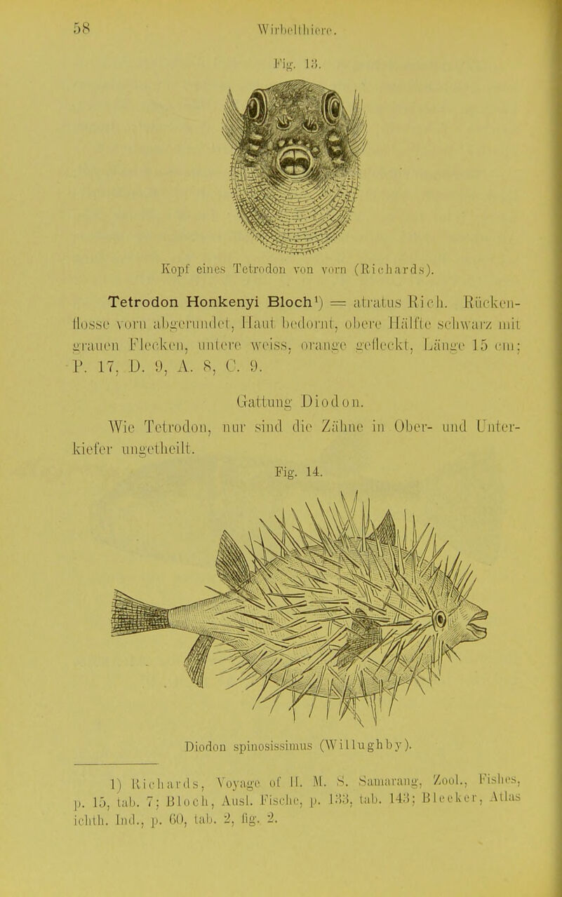 L<'ig. 13, Kopf eines Tetrodon von vorn (Richards). Tetrodon Honkenyi Bloch1) = atratus Rieh. Rücken- flosse vom abgerundet, Eaui bedornt, obere Hälfte schwarz mit grauen [''lecken, untere weiss, orange gefleckt, Länge 15 cm; P. 17. D. 9, A. 8, C. 9. Gattung Diodon. Wie Tetrodon, nur sind die Zähne in Ober- und Unter- kiefer Lingetheilt. Fig. 14. Diodon spinosissimus (W illu gh by ). 1) Richards-, Voyage of Ii. M. S. Samararig, ZooL, Pishes, p. 15, tab. 7; Bloch, Aust Fische, p. 133, lab. 143; Bleeker, Atlas ichth. Ind., j). 60, tab. 2, flg. ±