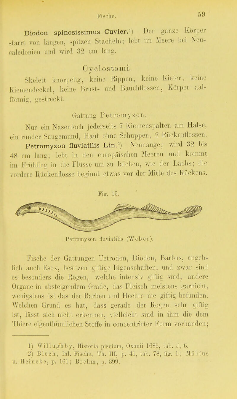 51) Diodon spinosissimus Cuvier.1) Der ganze Körper starrt tob langen, spitzen Stacheln; Leb1 im Meere bei Ncu- caledonien and wird 32 cm Läng. Oyolostomi. Skeleti knorpelig, keine Rippen, keine Kieler, keine Kiemendeckel, keine Brust- und Bauchflossen, Körper aal- förmig, gestreckt. Gattung Petromyzon. Nur ein Nasenloch jederseits 7 Kiemenspalten am Halse, ein runder Saugemund, Haut ohne Schuppen, 2 Rückenflossen. Petromyzon fluviatilis Lin.2) Neunauge; wird 32 bis 48 cm lang; lebt in den europäischen Meeren und kommt im Frühling in die Flüsse um zu laichen, wie der Lachs; die vordere Rückenflosse beginnt etwas vor der Mitte des Rückens. Fig. 15. Petromyzon fluviatilis (Weber). Fische der Gattungen Tetroden, Diodon, Barbus, angeb- lich auch Esox, besitzen giftige Eigenschaften, und zwar sind es besonders die Rogen, welche intensiv giftig sind, andere Organe in absteigendem Grade, das Fleisch meistens garniclit, wenigstens ist das der Barben und Hechle de ginig befunden. Welchen Grund es hat, dass gerade der Rogen sehr giftig isl, Lässi sieh nicht erkennen, vielleicht sind in ihm die dem Thiere eigenthümlichenStoffe in concentrirter Form vorhanden; \) \\ illug*hby, Historia piscium, Oxcraii 1686, tab. J, 6. 2) Bloch, M. Fische, Th. Iii, p. 41, tab. TS, lig'. 1; Möbius u. lleincke, p. 161; Brehm, p. 899.