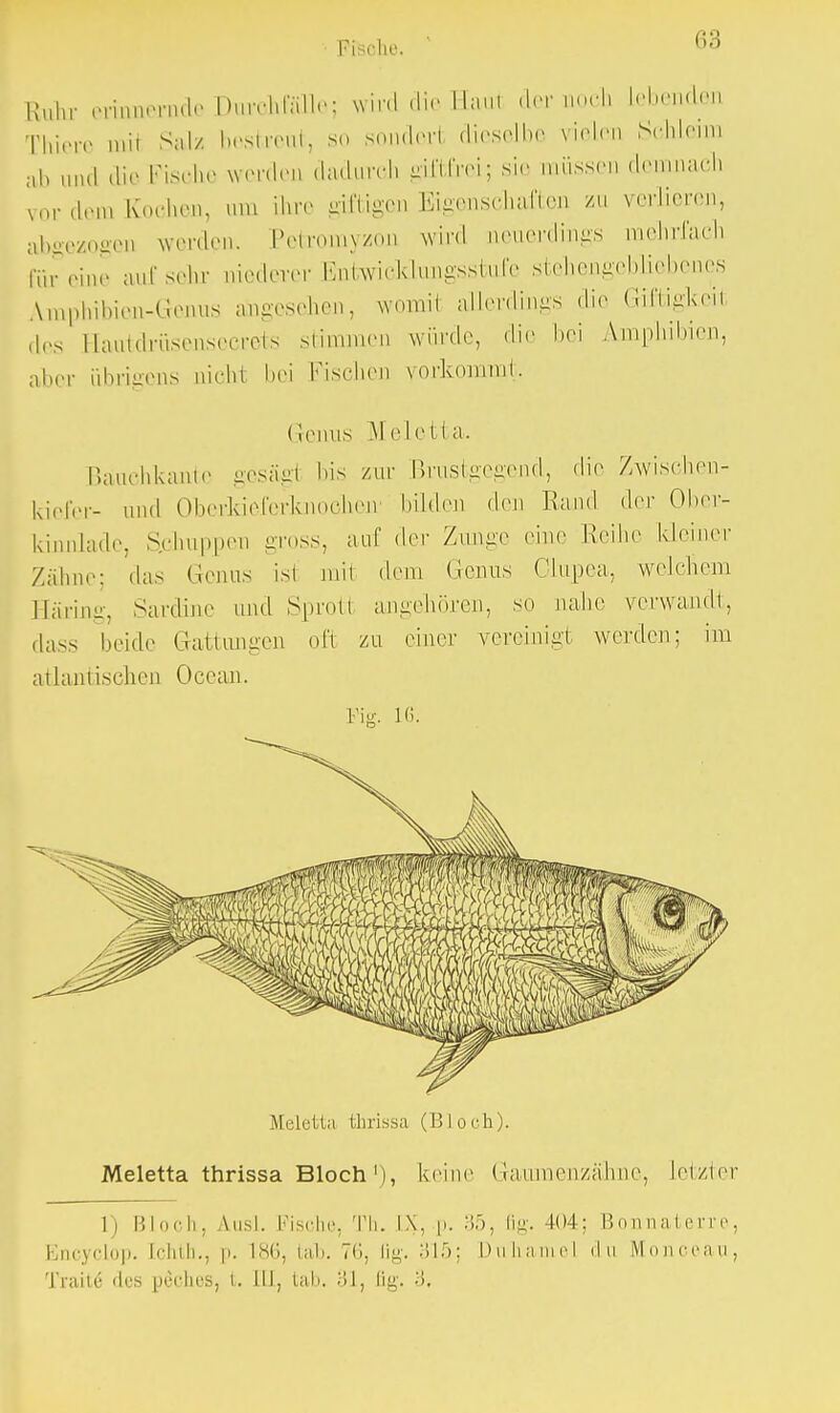 Pfcohe. Kiihr erinnernde Diu-onfalle; wird die Hanl der noch Lebenden Thiere mit Sal/ bestreut, so sondorl dieselbe vielen Schleim ab und die Fische worden dadurch giftfrei; sie müssen demnach vordem Kochen, um ihre giftigen Eigenschaften zu verlieren, abgezogen werden. Petromyzon wird uenerdings mehrfach für eine auf sehr niederer Entwicklungsstufe stehengebliebenes fonphibien-Genus angesehen, womil allerdings die Giftigkeil des Kautdrüsensecrets stimmen würde, die bei Amphibien, aber übrigens nicht bei Fischen vorkommt. Genus Meletta. Bäuchkante gesägi bis zur Brustgegend, die Zwischen- kiefer- und Oberkieferknochen' bilden den Rand der Ober- kinnlade, Schuppen gross, auf der Zunge eine Reihe kleiner Zähne; das Genus isi mit dem Genus Olupea, welchem Häring, Sardine und Sproti angehören, so nahe verwandt, dass beide Gattungen oft zu einer vereinigt werden; im atlantischen Occan. Fig. 16. Meletta fchrissa (BI o ch). Meletta thrissa Bloch'), keine Gauraenzähne, Letzter 1) Bloch. Ausl. Fische, Tb. K, p. 35, ßg. 404; Bonnaterre, Encyclop. [chth., p. L86, tab. 76, (ig. 315; Duhamel du Monceau, Tratte* des pe*ches, t. 11J, tab. 31, fig. 3,