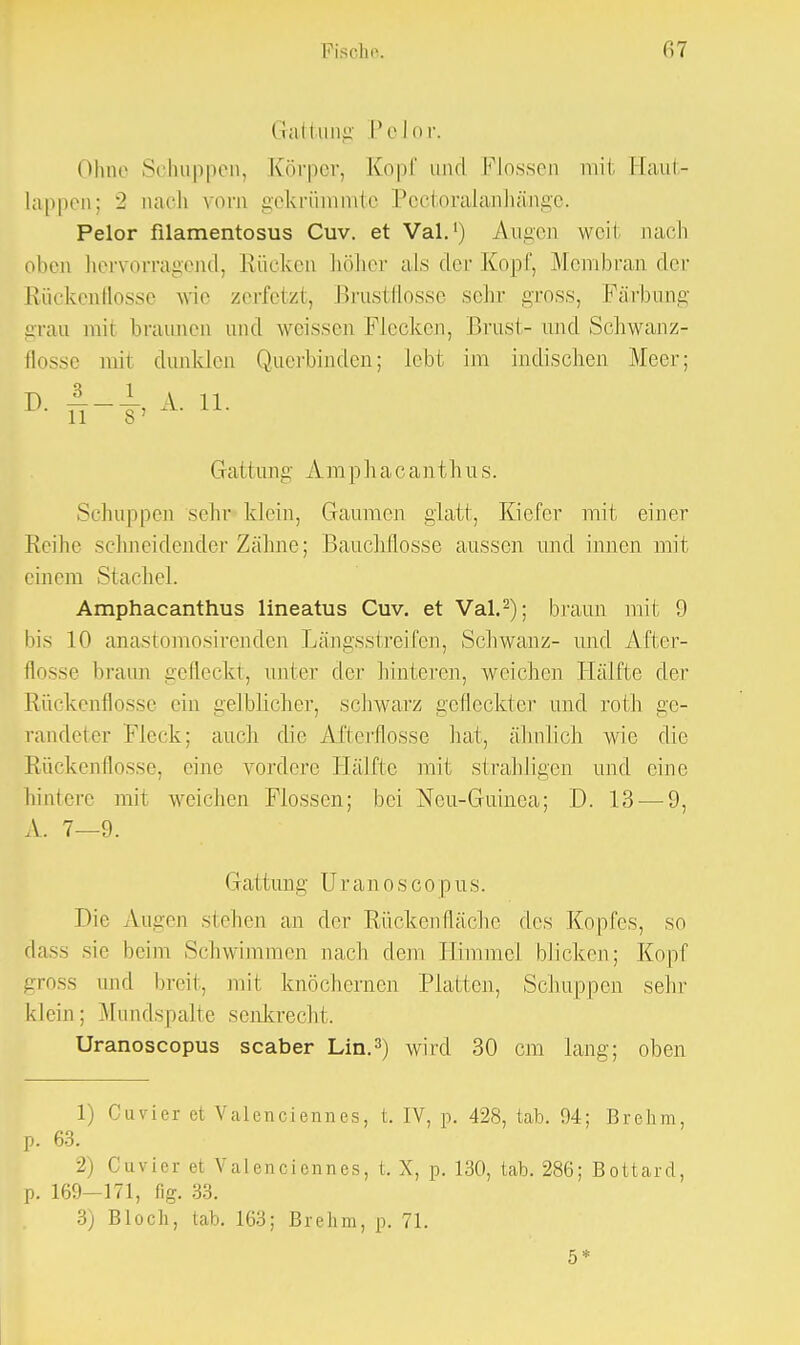 Gattung Pelor. Ohne Schuppen, Körper, Kopf und Flossen mit Haut- lappen; 2 nach vorn gekrümmte Pectoralanhänge. Pelor filamentosus Cuv. et Val.1) Augen weit nach oben hervorragend, Kücken höher als der Kopf, Membran der Rückenflosse wie zerfetzt, Brustflosse sehr gross, Färbung grau mir braunen und weissen Flecken, Brust- und Schwanz- flosse mit dunklen Querbinden; lebt im indischen Meer; V. n g, JA.. 11. Grattun g A m p h a c a n t h u s. Schuppen sehr klein, Gaumen glatt, Kiefer mit einer Reihe schneidender Zähne; Bauchflosse aussen und innen mit einem Stachel. Amphacanthus lineatus Cuv. et Val.2); braun mit 9 bis 10 anastomosirenden Längsstreifen, Schwanz- und After- flosse braun gefleckt, unter der hinteren, weichen Hälfte der Rückenflosse ein gelblicher, schwarz gefleckter und roth ge- randeter Fleck; auch die Afterflosse hat, ähnlich wie die Rückenflosse, eine vordere Hälfte mit strahligen und eine hintere mit weichen Flossen; bei Ncu-Guinea; D. 13 — 9, A. 7—9. Gattung Uran oscopus. Die Augen stehen an der Rückenfläche des Kopfes, so dass sie beim Schwimmen nach dem IfimmcJ blicken; Kopf gross und breit, mit knöchernen Platten, Schuppen sein' klein: Mundspalte senkrecht. Uranoscopus scaber Lin.3) wird 30 cm lang; oben 1) Cuvier ei Valenciennes, t. IV, p. 428, tab. 94; Brehm, p. 63. 2) Cuvier et Valenciennes, t. X, p. 130, tab. 286; Bottard, p. 169—171, fig. 33. 3) Bloch, tab. 163; Brehm, p. 71. 5*