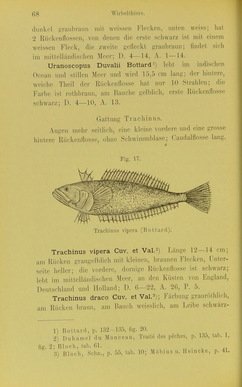 dunkel graubraun mit weissen Flecken, innen weiss: hal 2 Rückenflossen, von denen die erste schwarz isi mil einem weissen Fleck, die zweite gefleckl graubraun; findel sich im mitteUändischen Meer; D. 4—14, A. 1 — 14. Uranoscopus Duvalii Bottard1) Leb1 im indischen Occan und stillen Meer und wird 15,5 em Lang; der Iiiniere, weiche Theil der Rückenflosse hal nur LO Strahlen; die Farbe isi rothbraun, am Bauche gelblich, erste Rückenflosse schwarz; D. 4—10, A. 13. Gattung Trachinus. Augen mehr seillieh, eine kleine vordere und eine grosse hinten' Rückenflosse, ohne Schwimmblase; Caudalflosse Lang. Fig. 17. Trachinus vipera (Bottard). Trachinus vipera Cuv. et Val.2) Länge 12—14 cm; ;iiu Rücken graugelblich mi1 kleinen, braunen Flecken, Unter- seite heller; die vordere, dornige Rückenflosse isi schwarz; lebt im mittelländischen Meer, an den Küsten von England, Deutschland und Holland; D. 6—22, A. 26, P. 5. Trachinus draco Cuv. et Val.3); Färbung grauröthlich, am Rücken braun, am Bauch weisslich, am Leibe schwärz- 1) Bottard, P. 132-135, fig. 20. 2) Duhamel du Monceau, Tratte des peches, p. 135, tat». 1, fiir. 2; Bloch, tah. 61. 3) Bloch, Sehn., p. 55, lab. 10; Möbius u. He.ncke, p. 4L